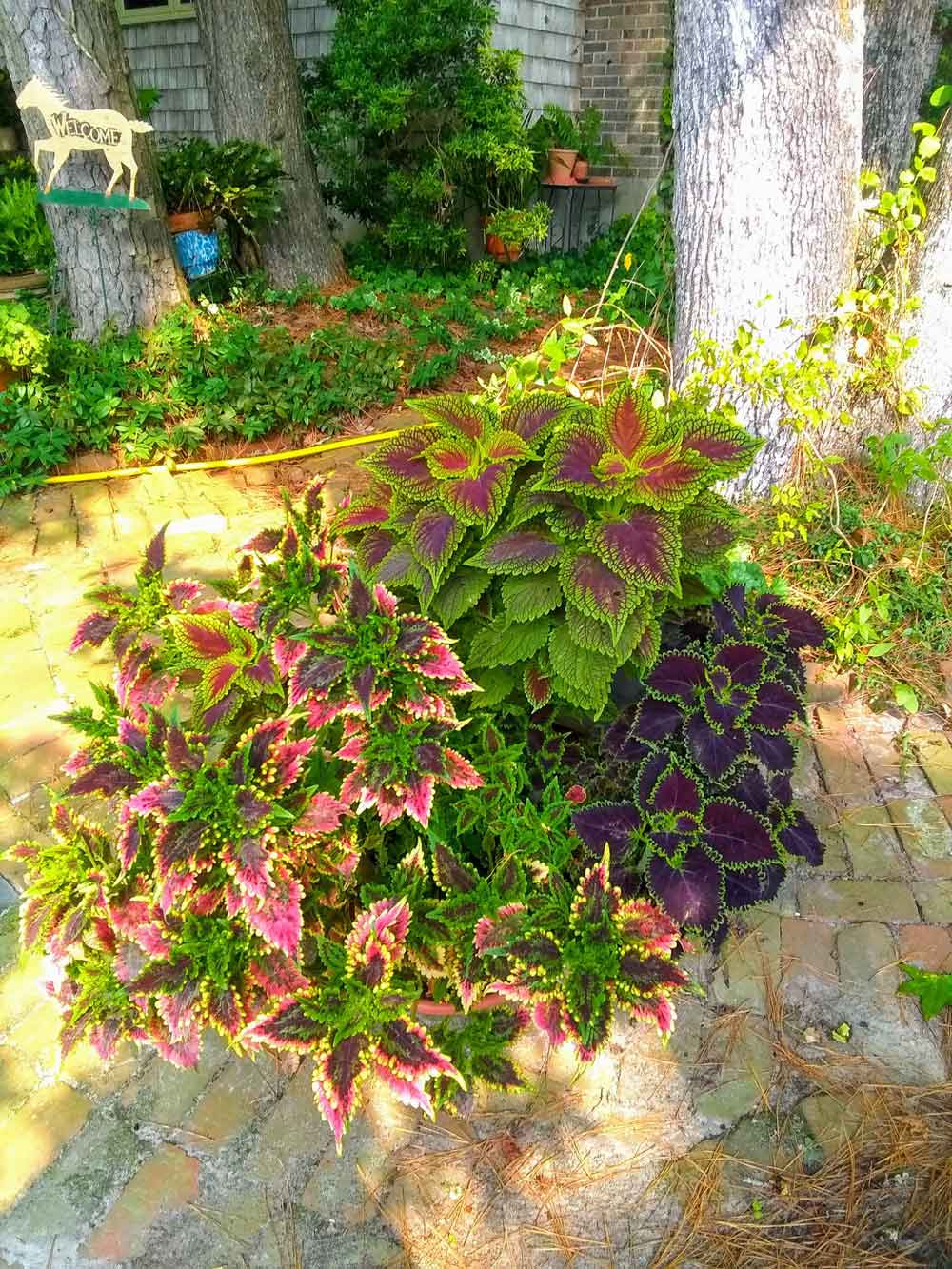 Coleus