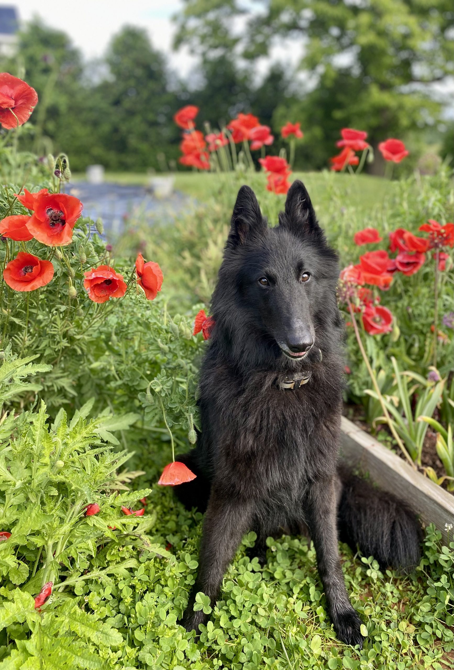 Flowers with Alice