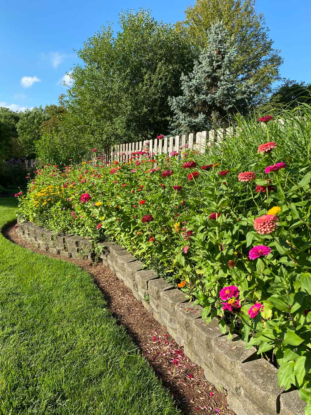 Bursting with Zinnias!