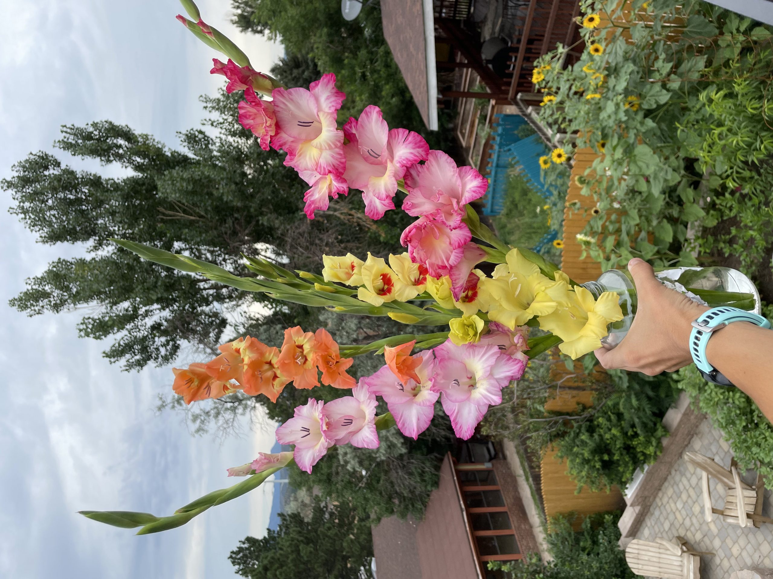 Gladiolus Beauty