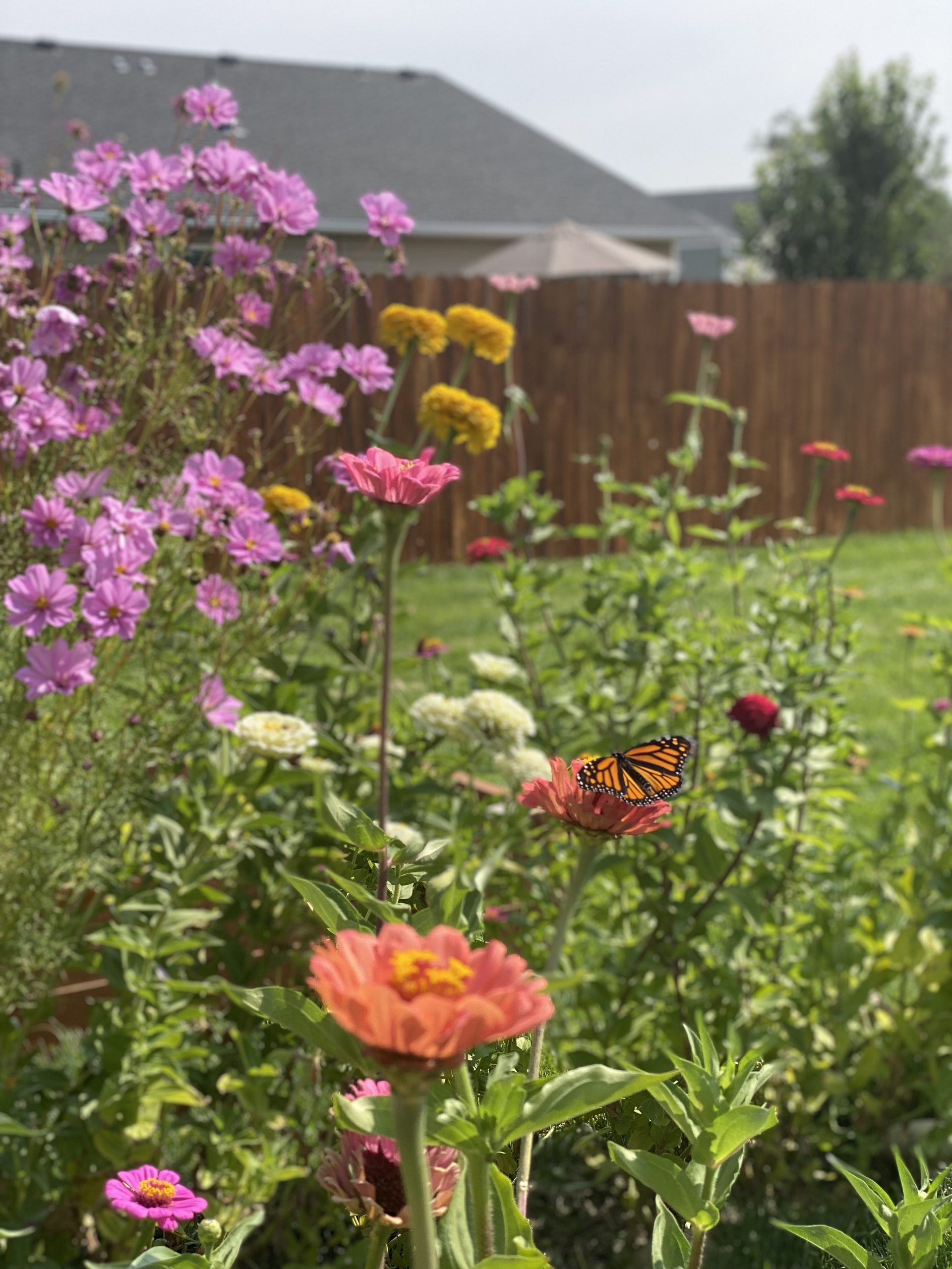 My two row flower “field” and my favorite visitor