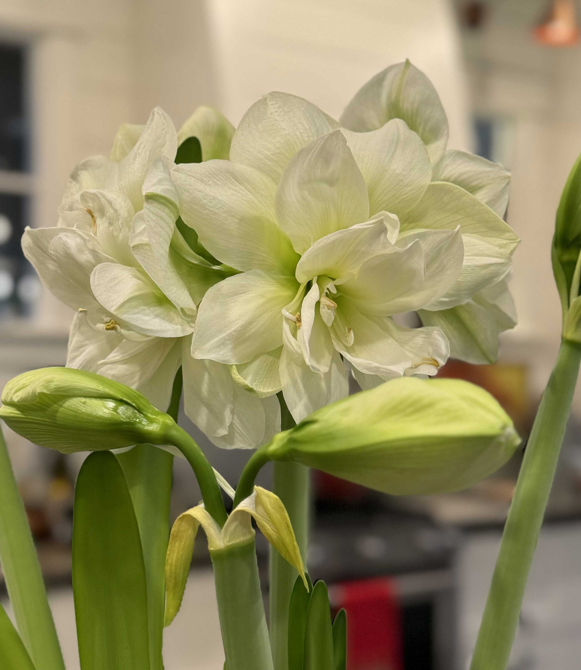 Christmas Blooms