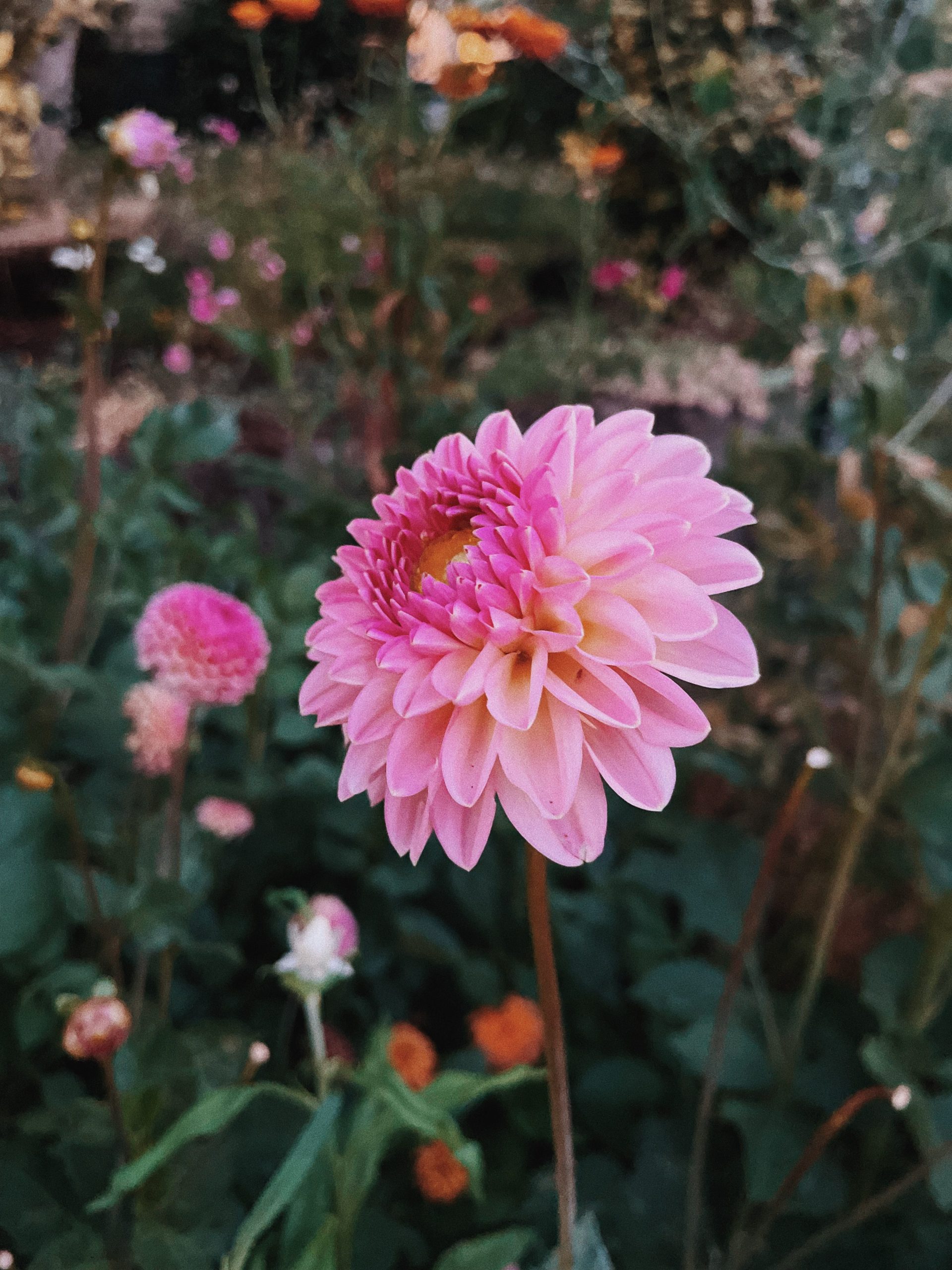 Dahlia magic hour