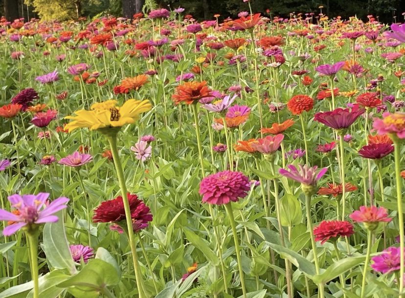 Pierce Farm Zinnia Field