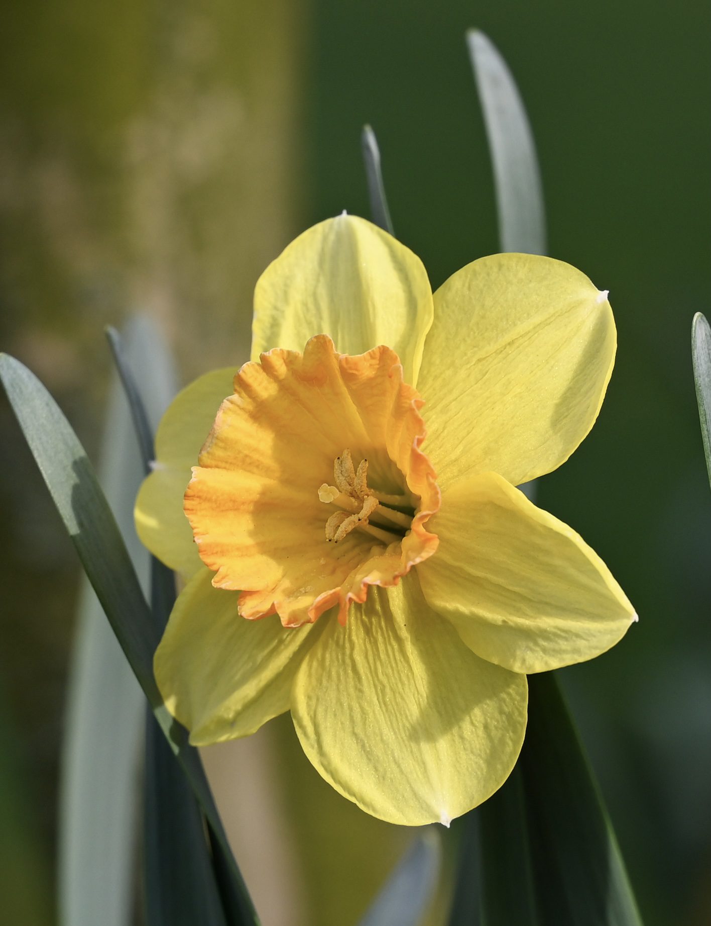 Daffodil