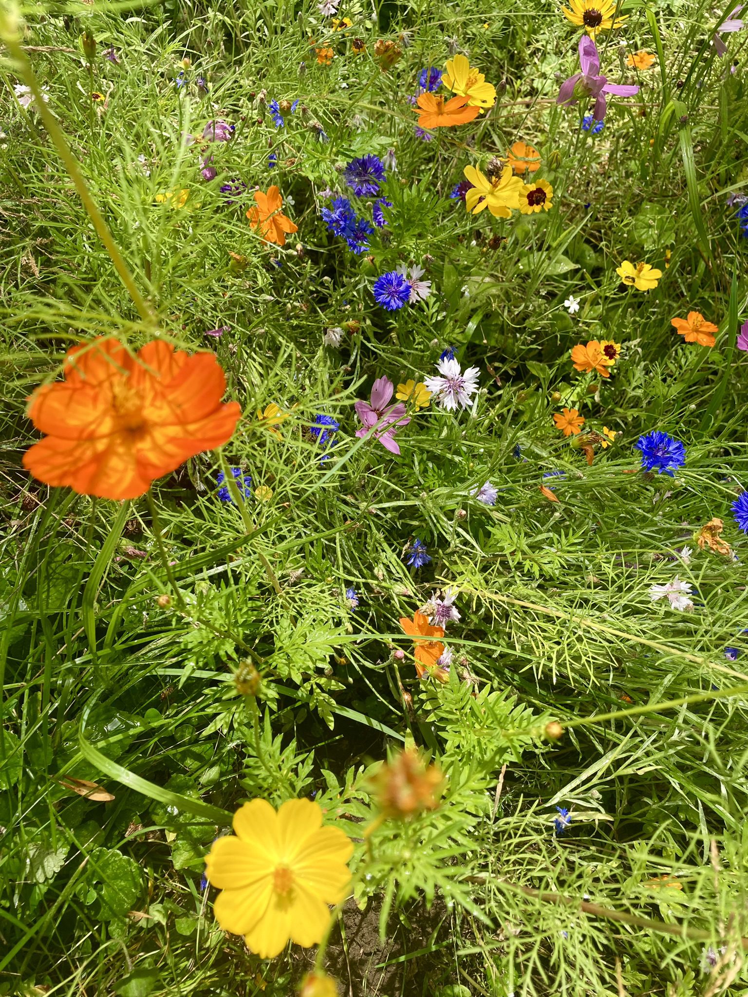 My little wildflower meadow