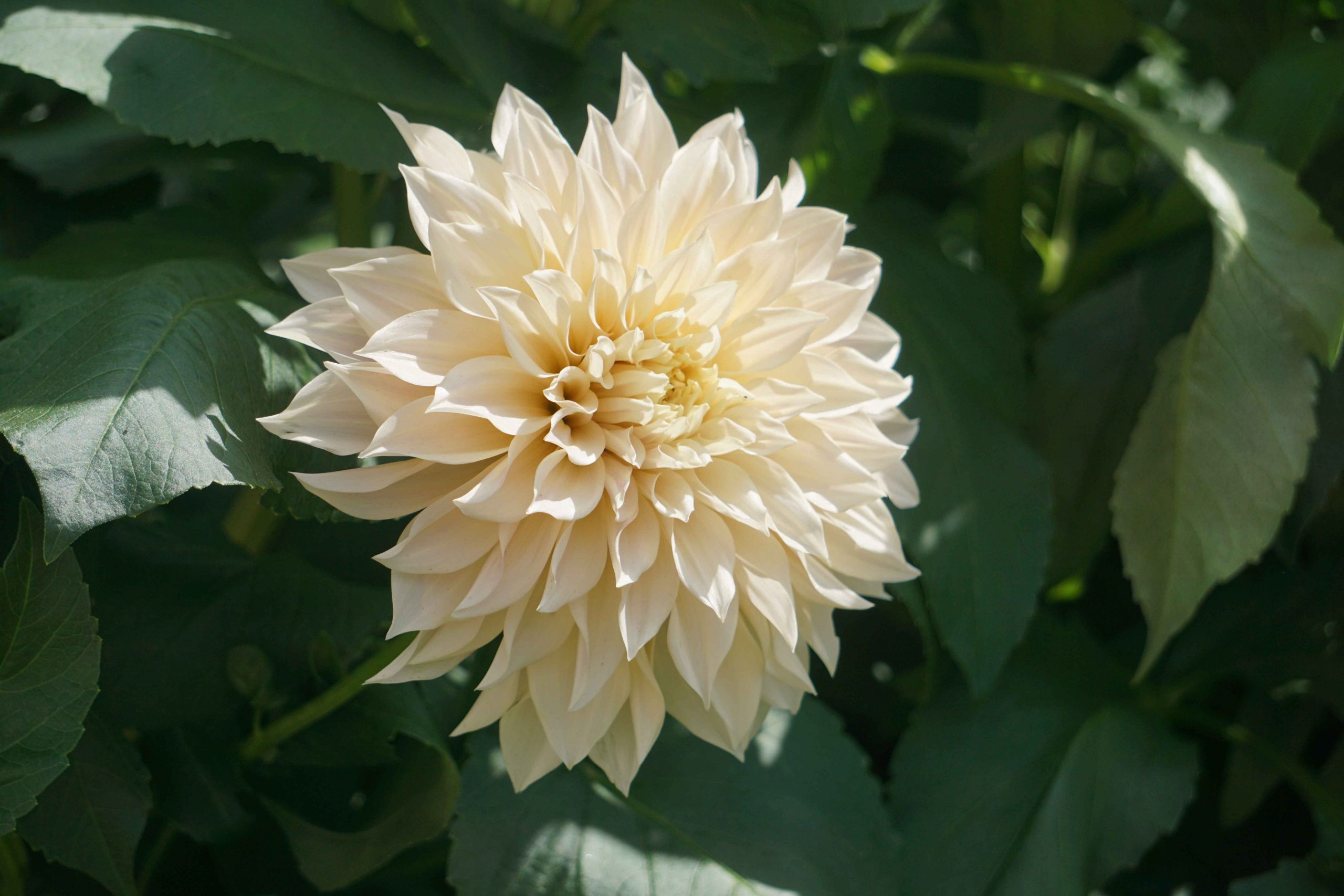 The perfect dahlia flower