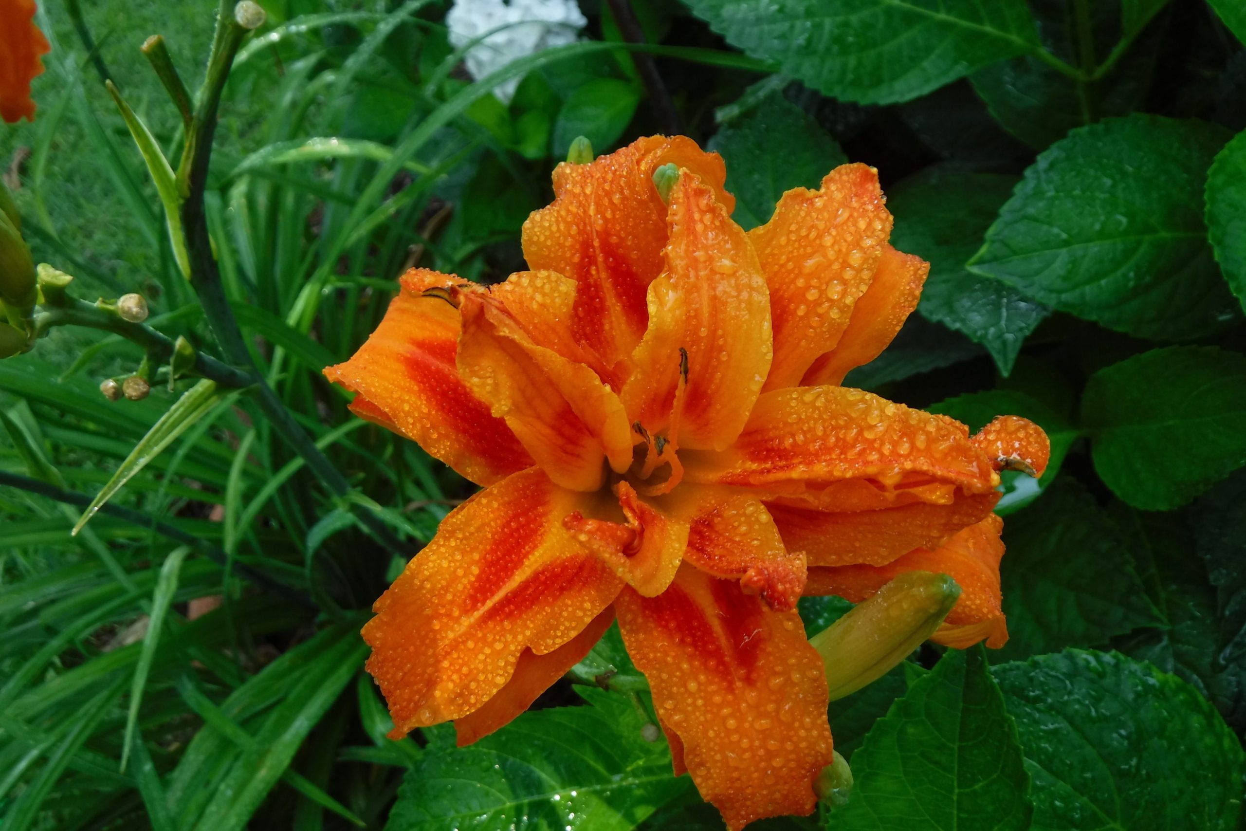 double day lily