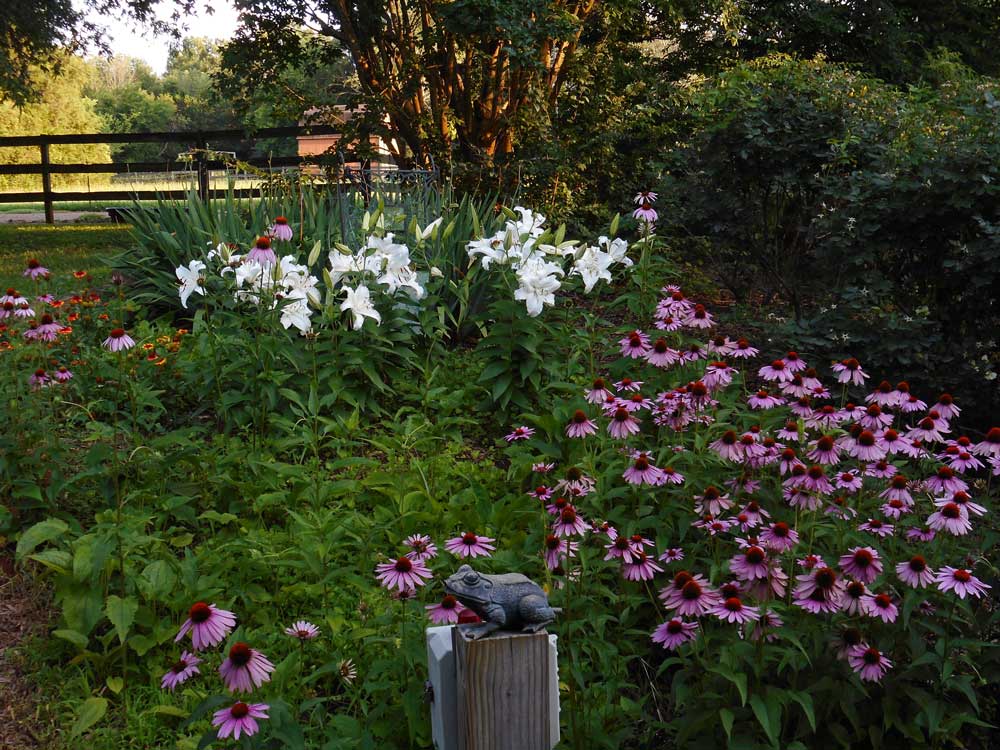 Casablanca Lilies and Purple Coneflowers