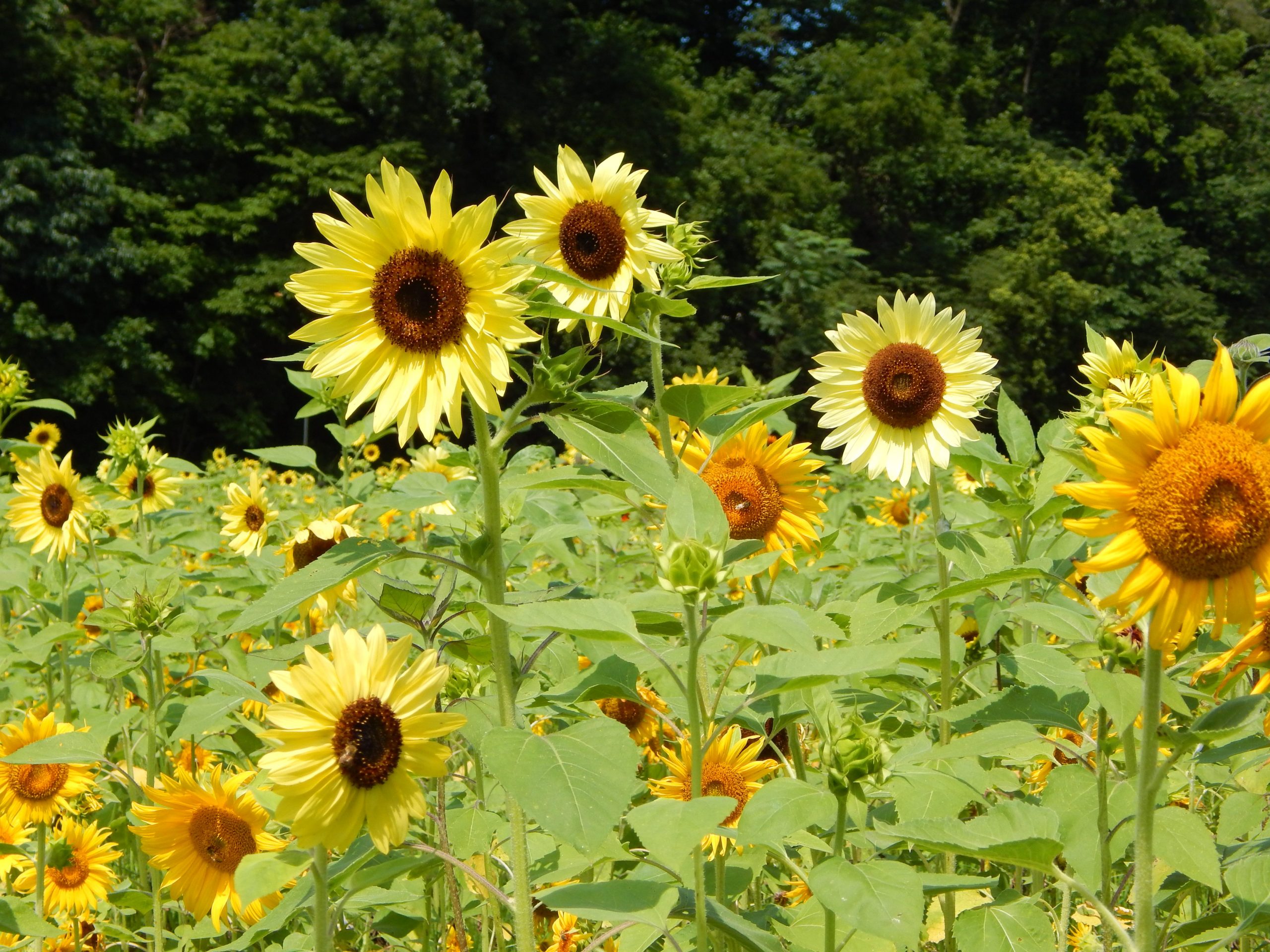 Beauty of sunflowers from Eden Brothers