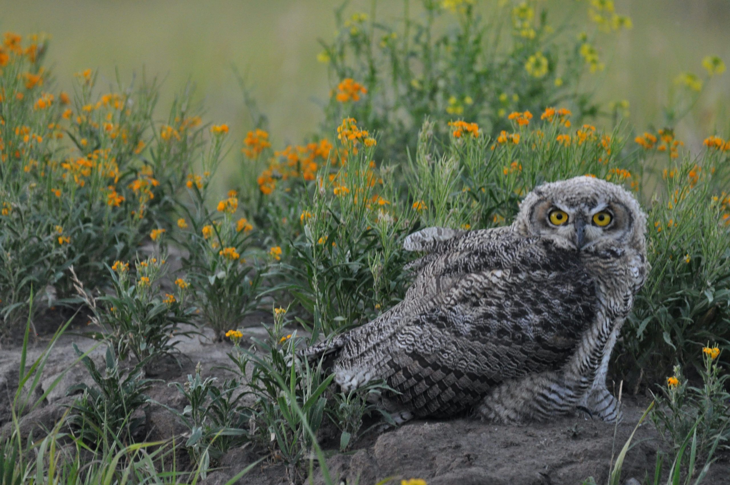 Fledging sitting in our Siberian Wallflower field