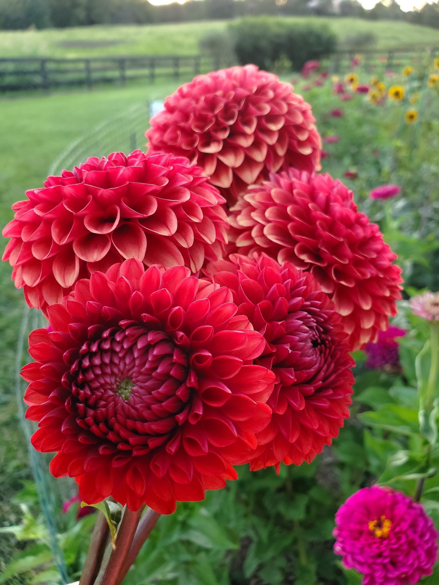 Gang of Dahlias