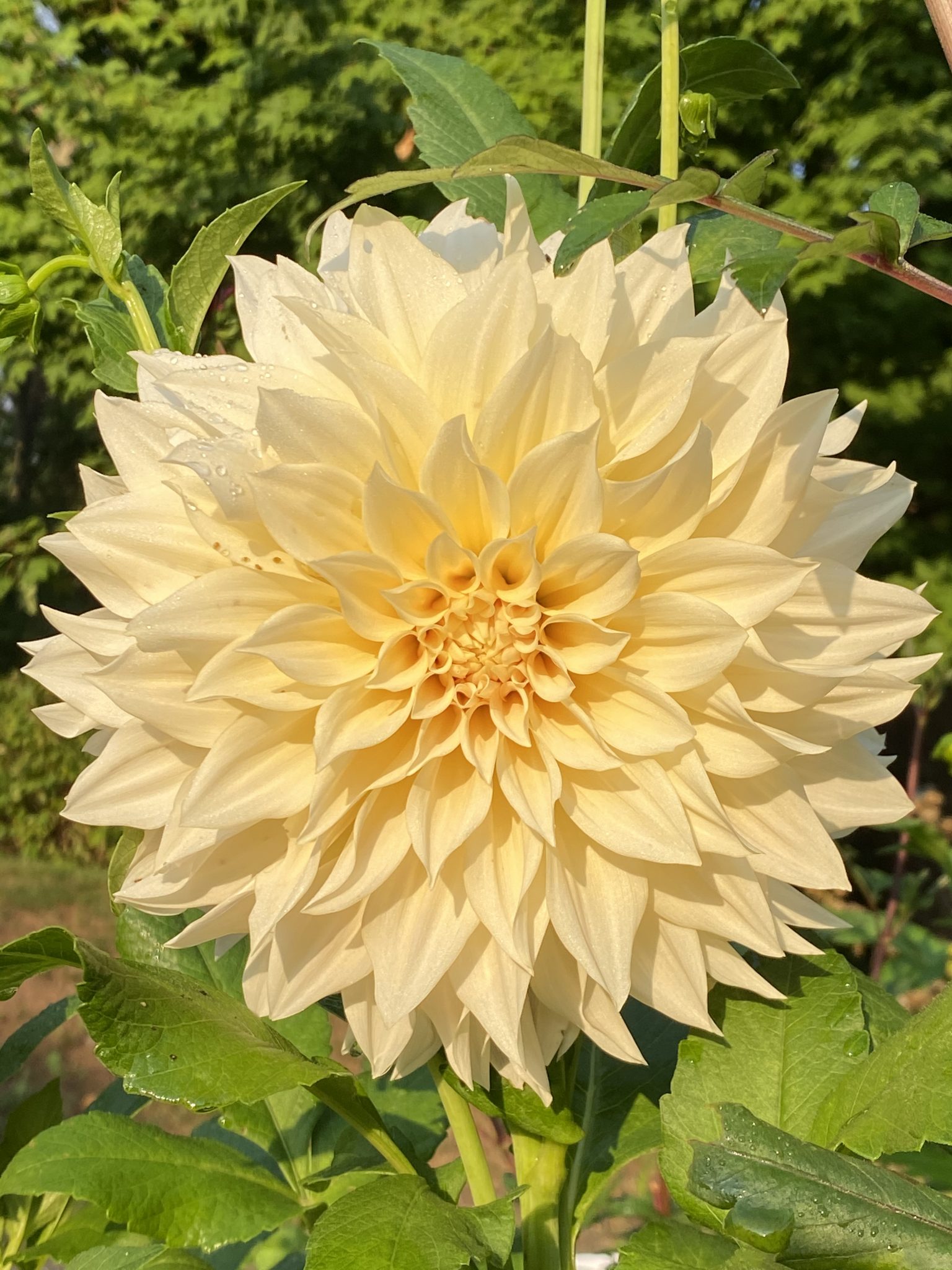 Cafe Au Lait Dahlia