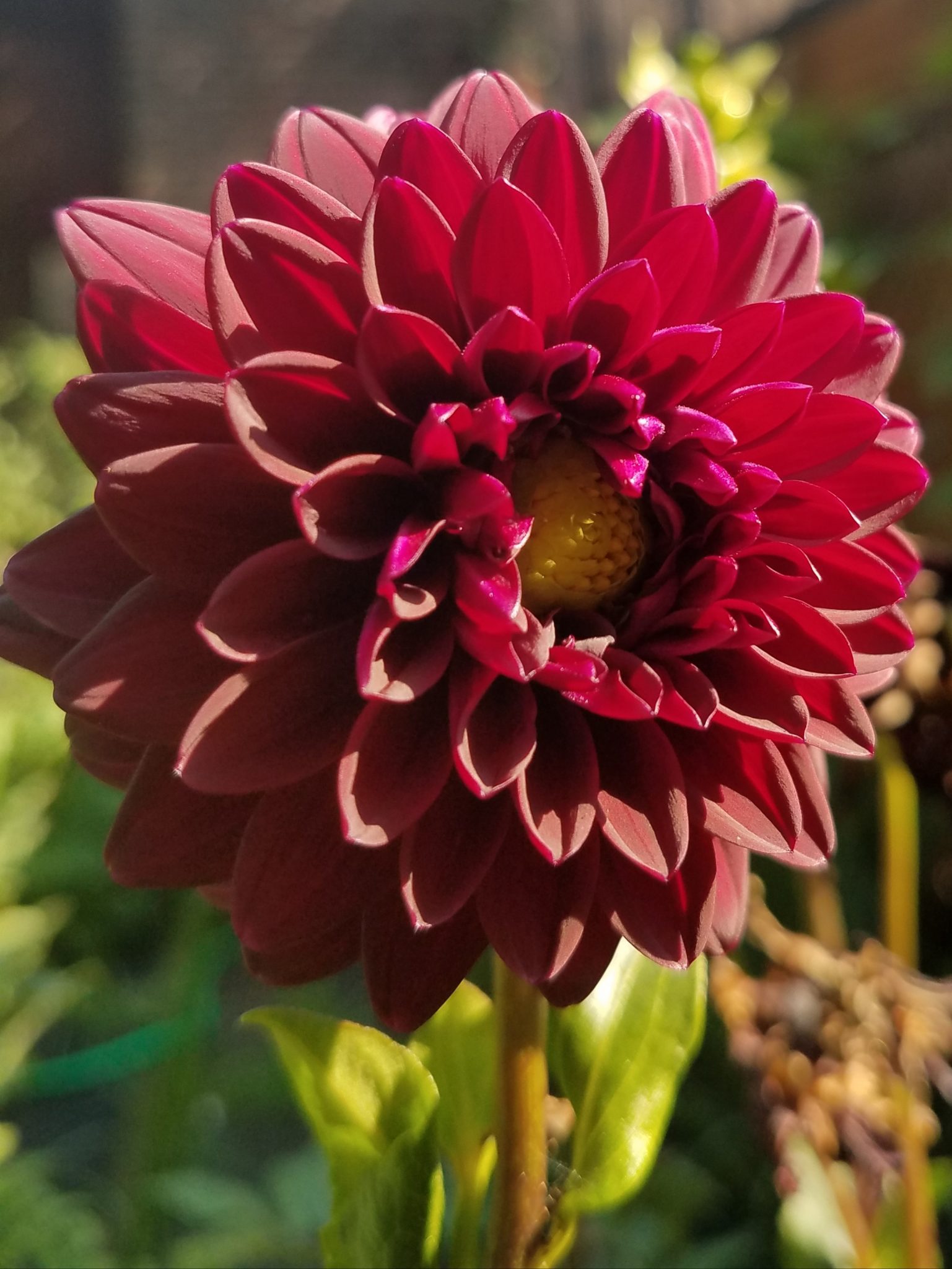 Dahlia Greatness