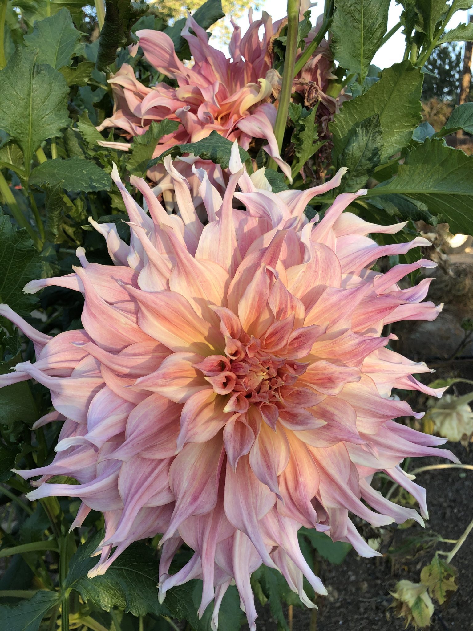 A Dahlia in the Sun