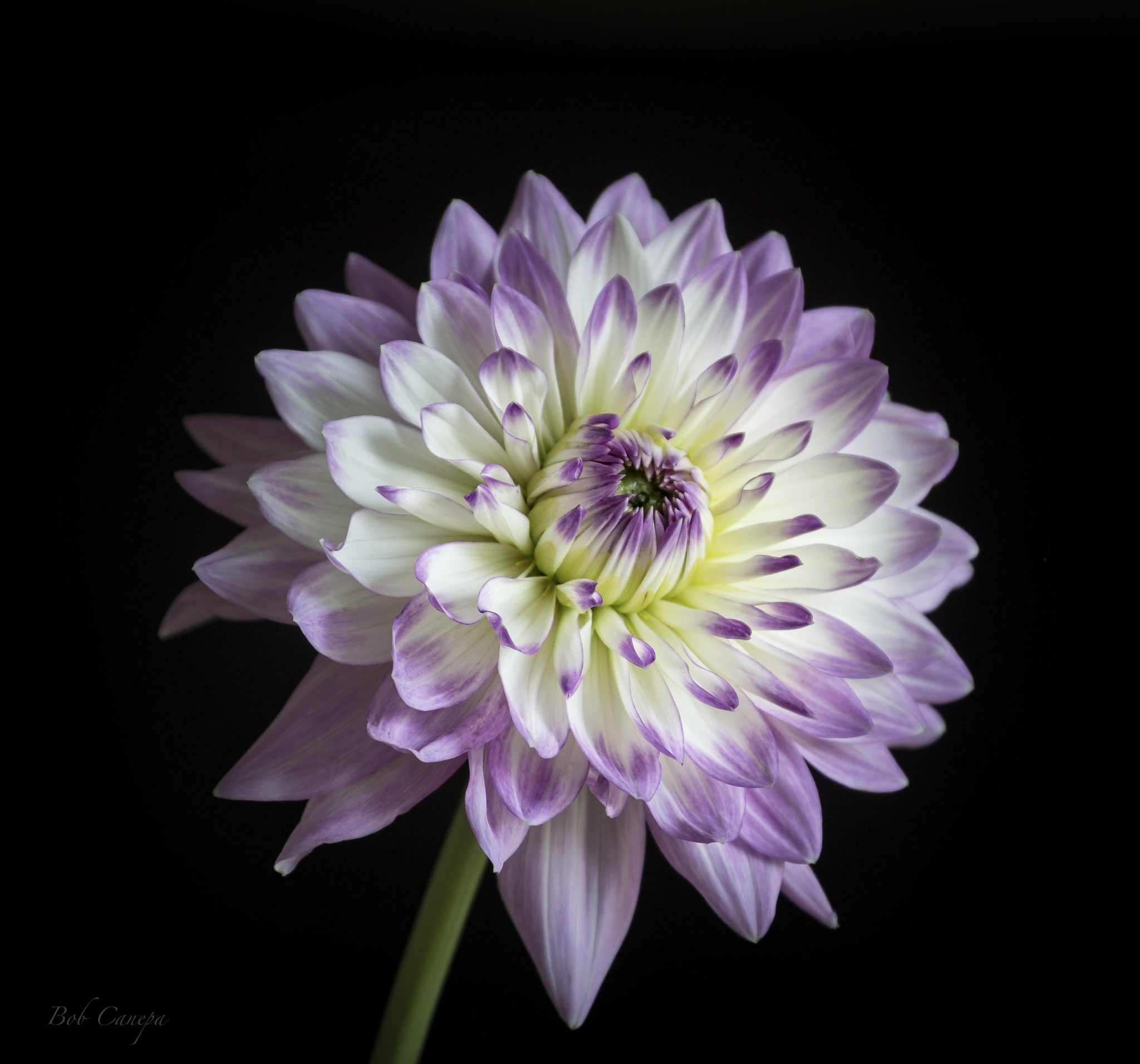 Dahlia Pink and Purple stark