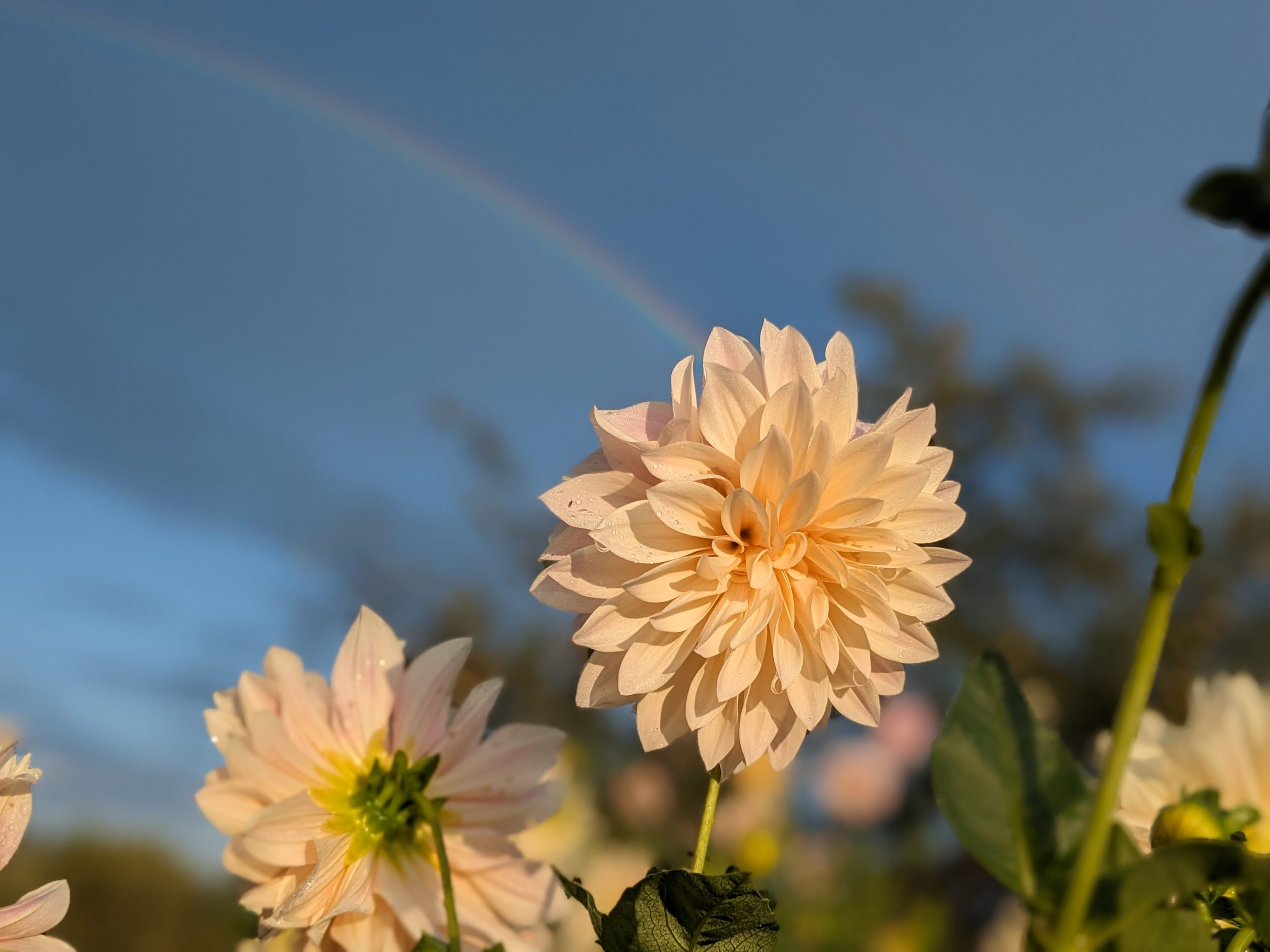 My pot of gold is my dahlia garden!