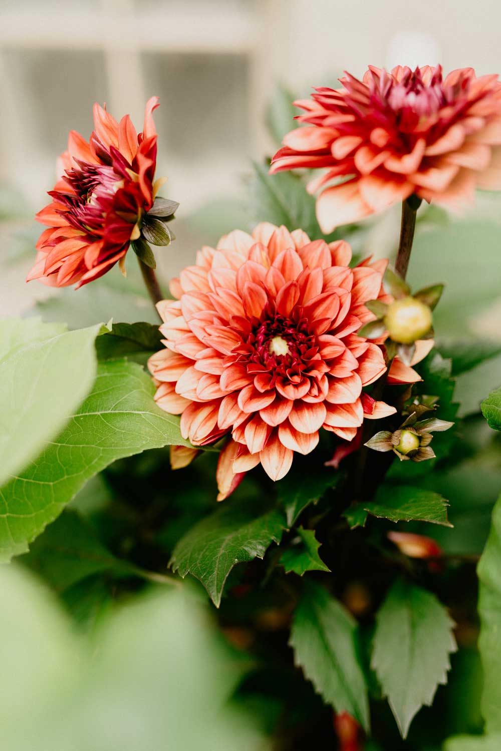 Vibrant Dahlia Blooms