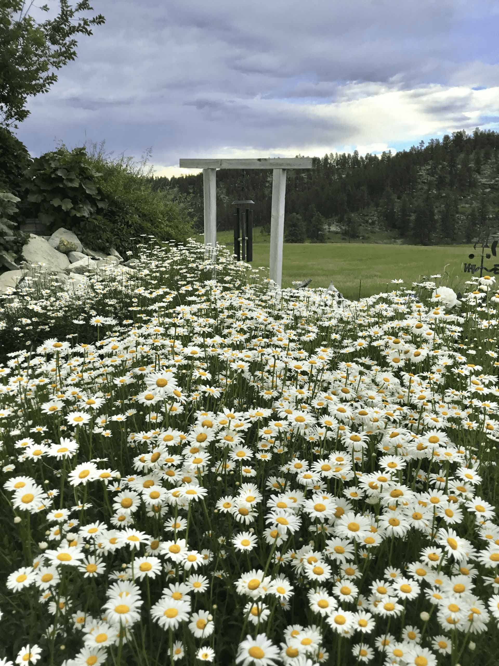 Dazzling Daisies