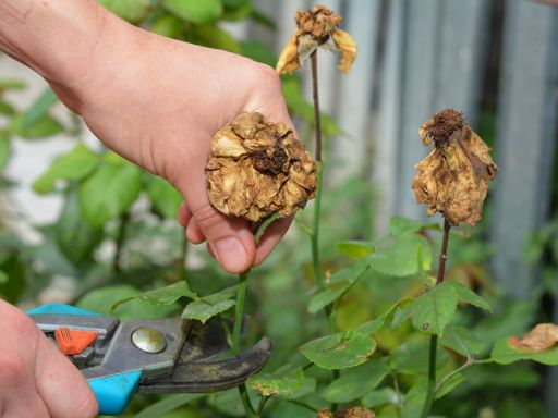 Deadheading Dahlias