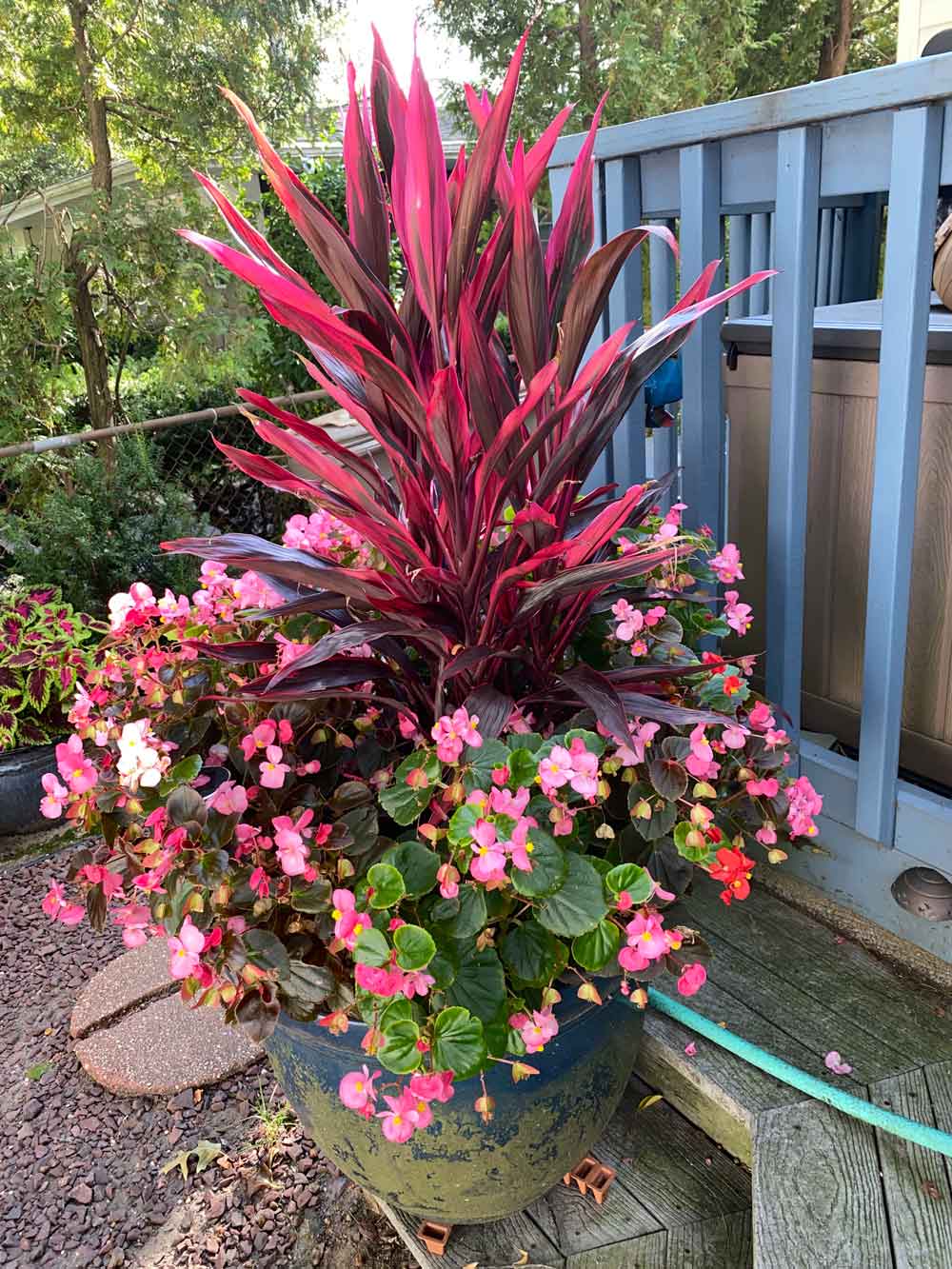 Colorful colors in my planter