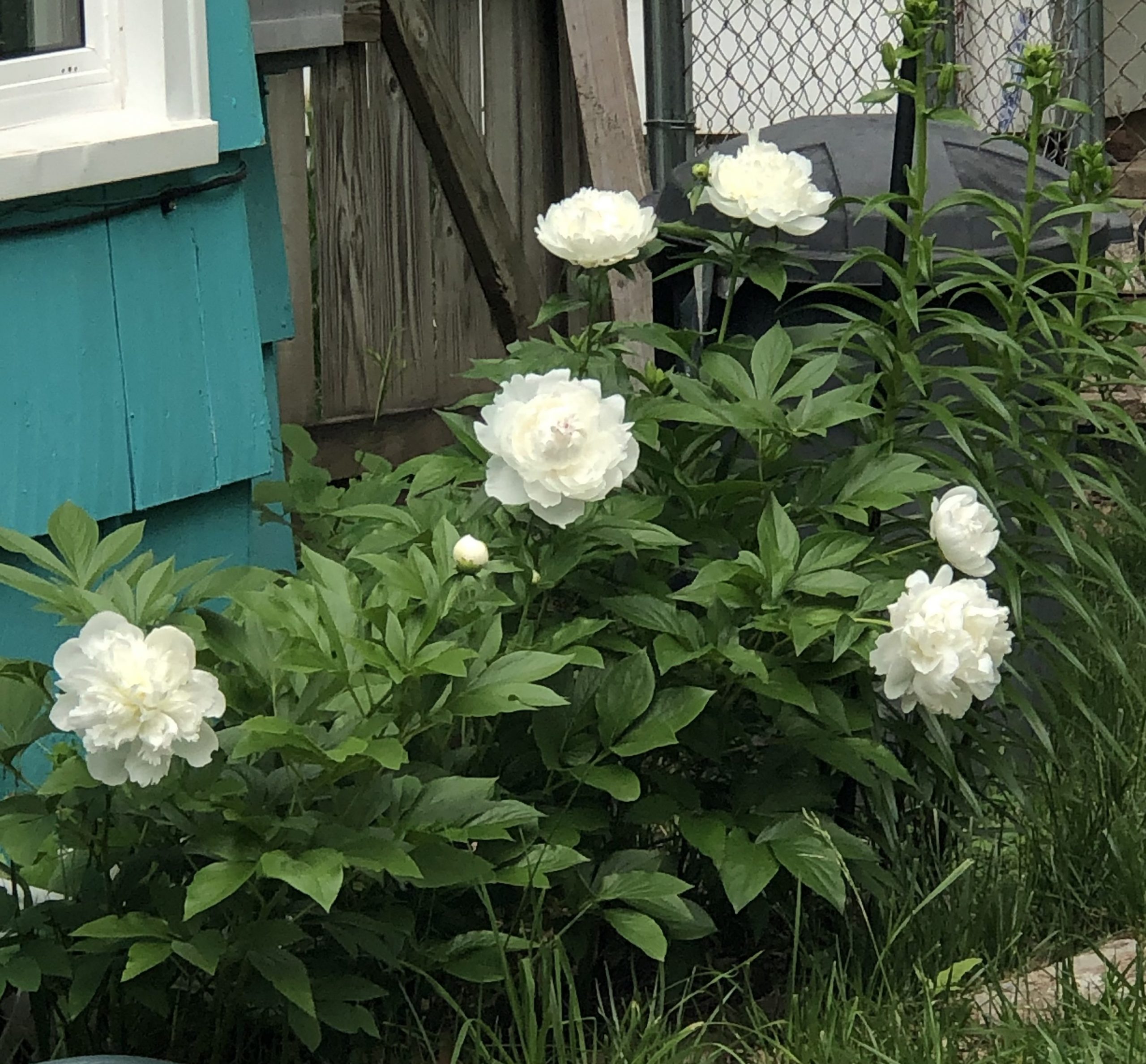 Peony love