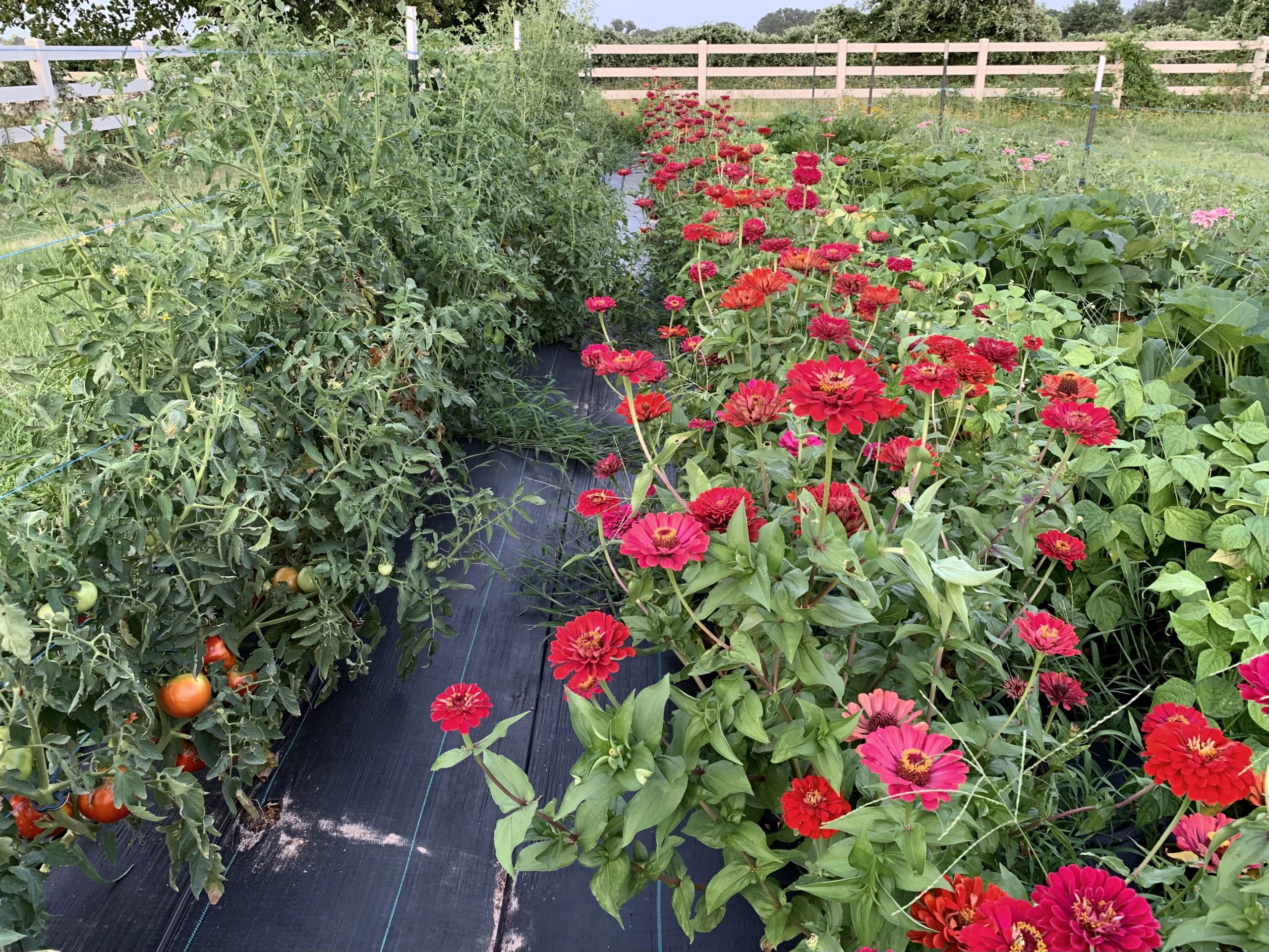 Zinnia and tomato Heaven