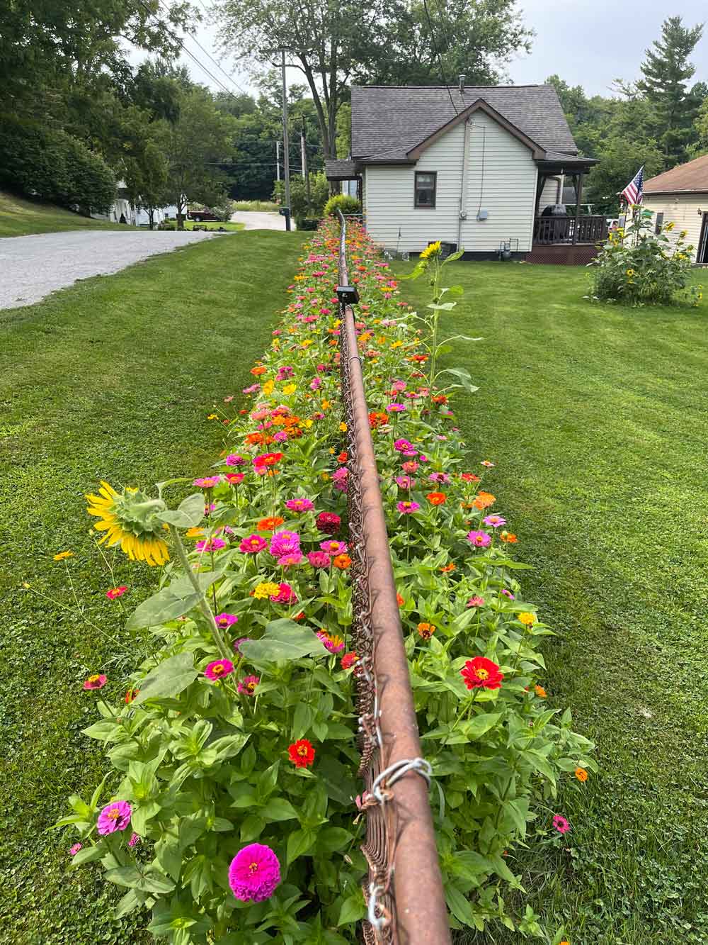 Our beautiful Zin Master zinnias!