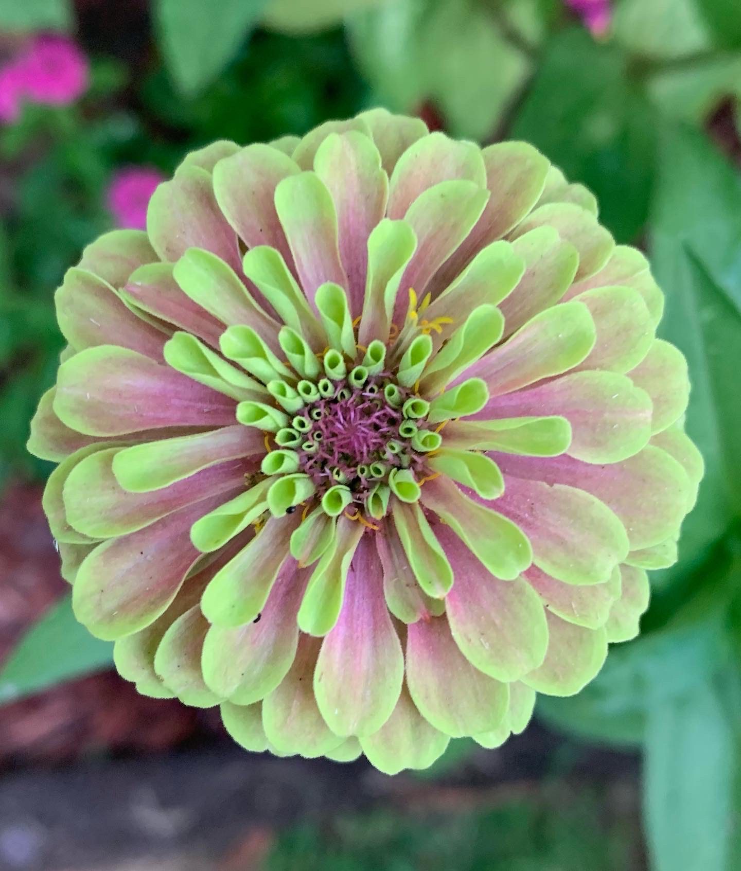 Zinnia Beauty Queen!