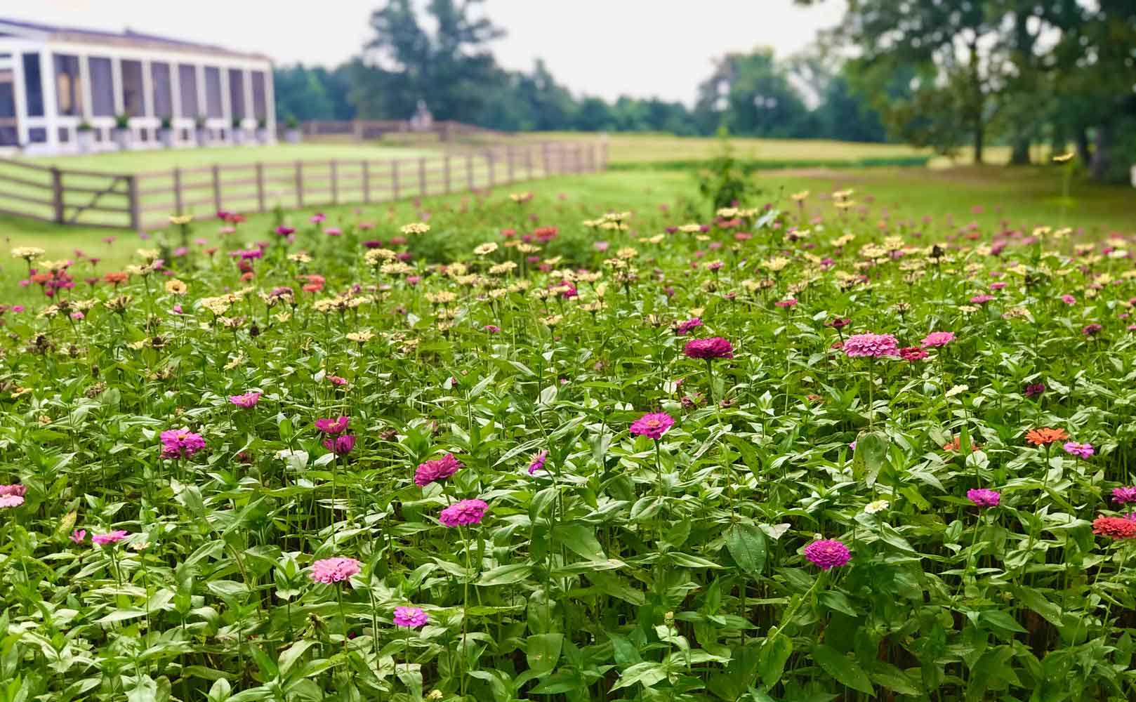 Sunny Day Zinnias