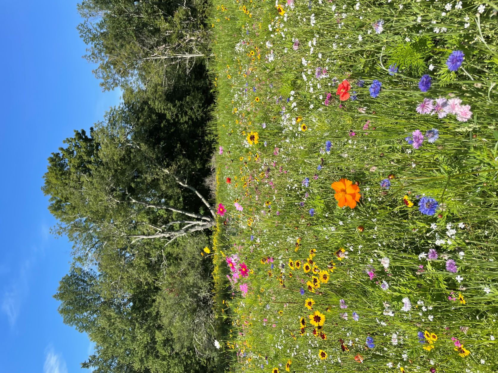 Wild Flower Meadow