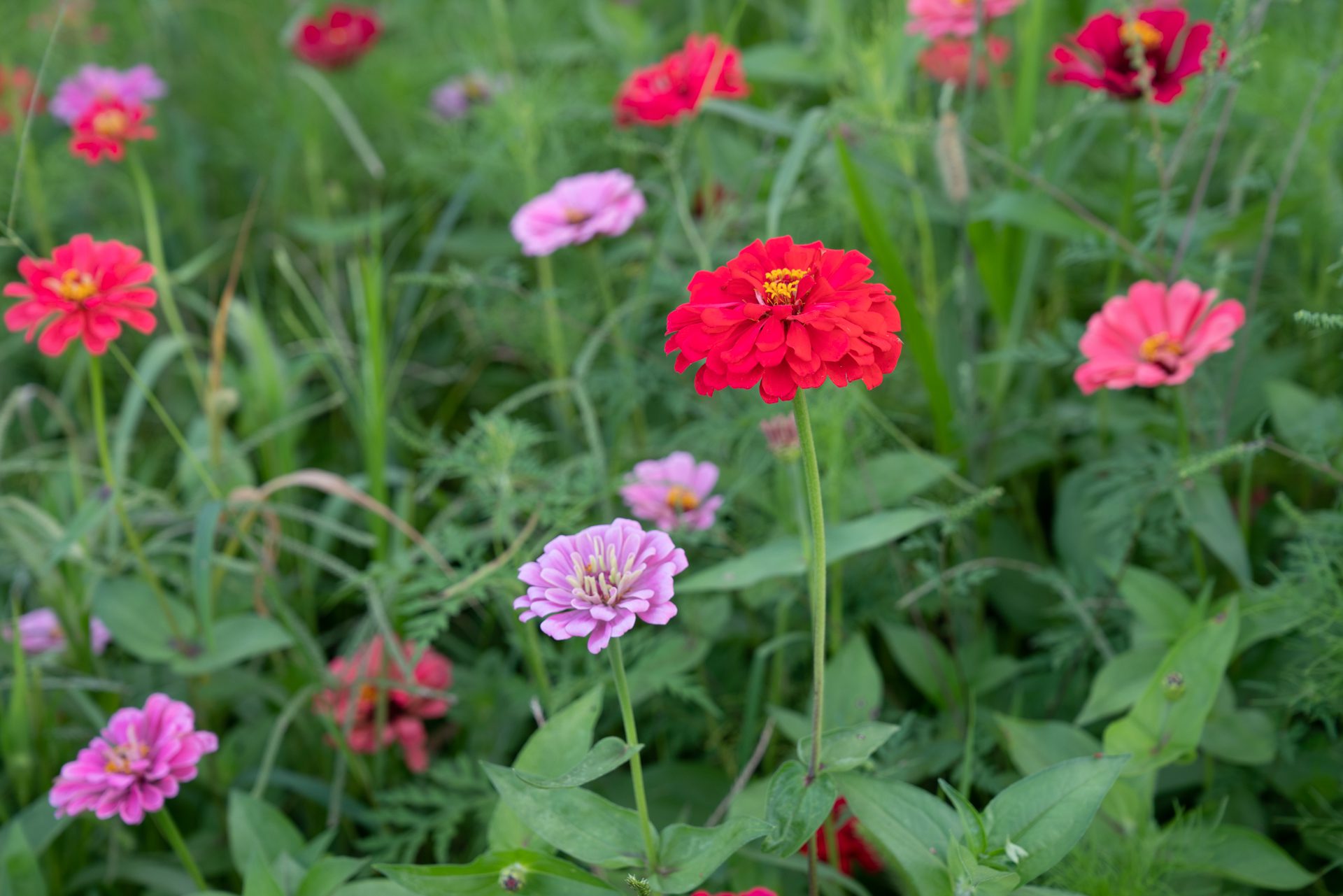 Zinnias in Garden