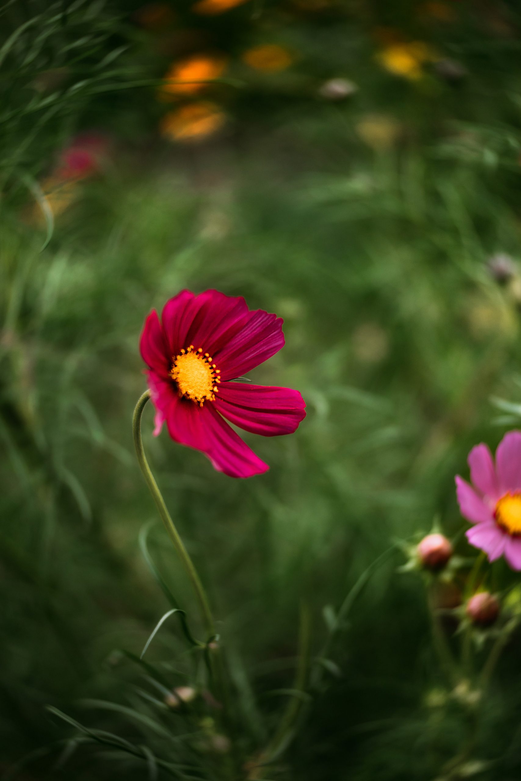 Bed of Wildflowers