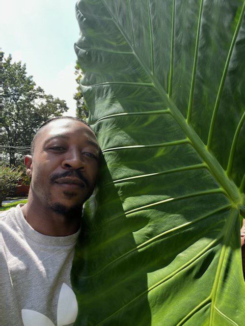 Upright Jumbo Elephant Ear