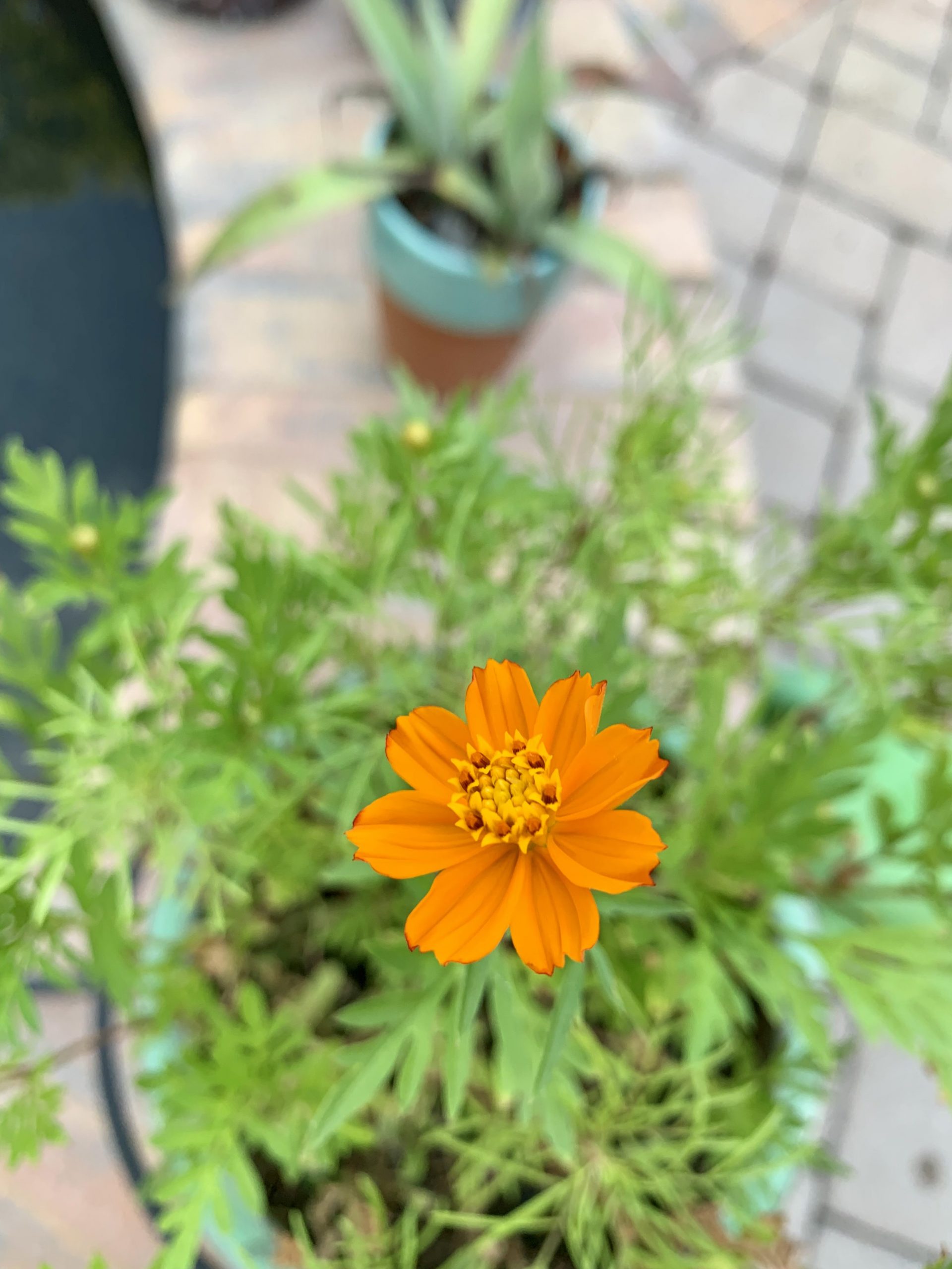 Florida Wildflower Bloom