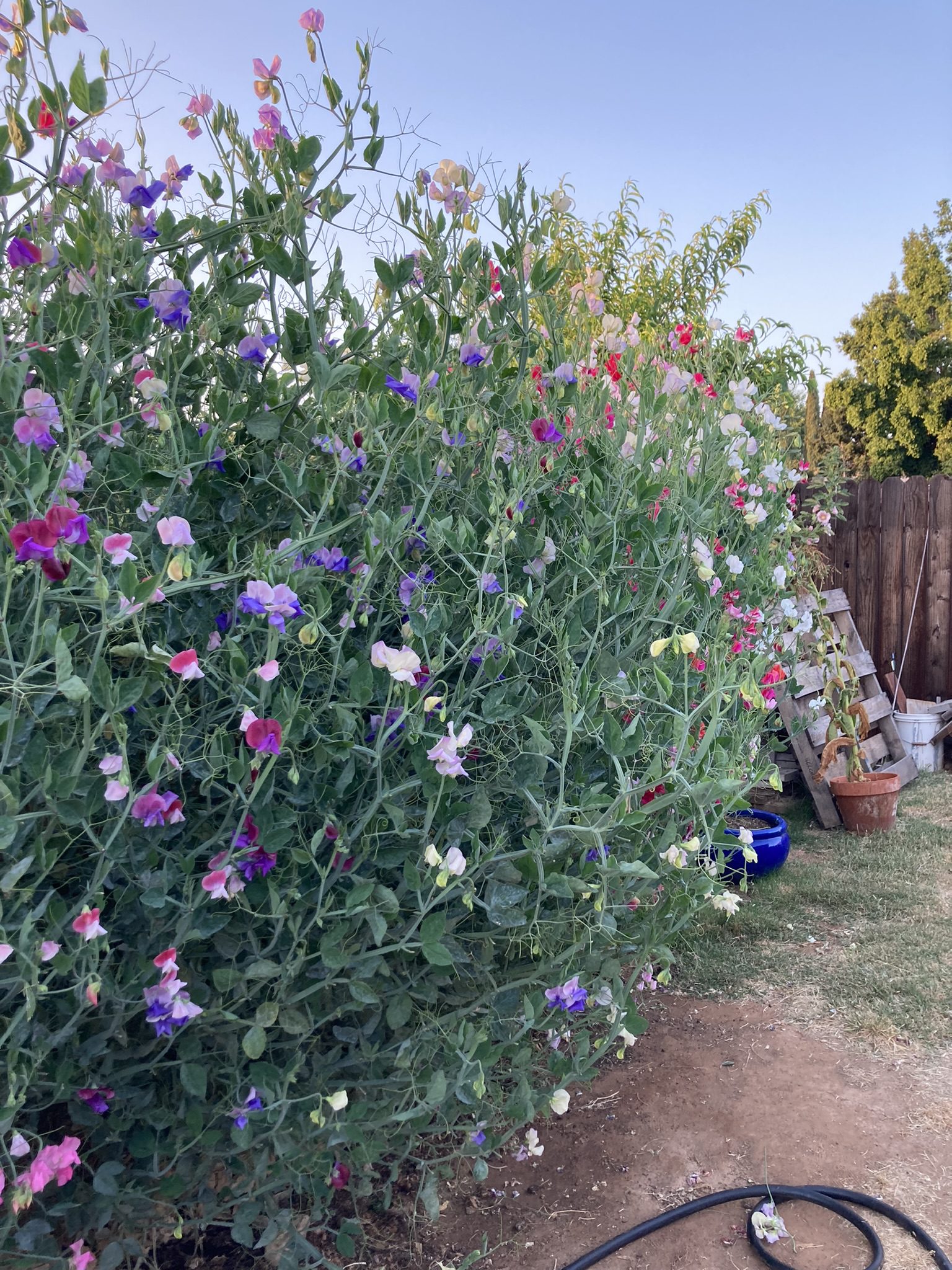 My sweet pea flowers