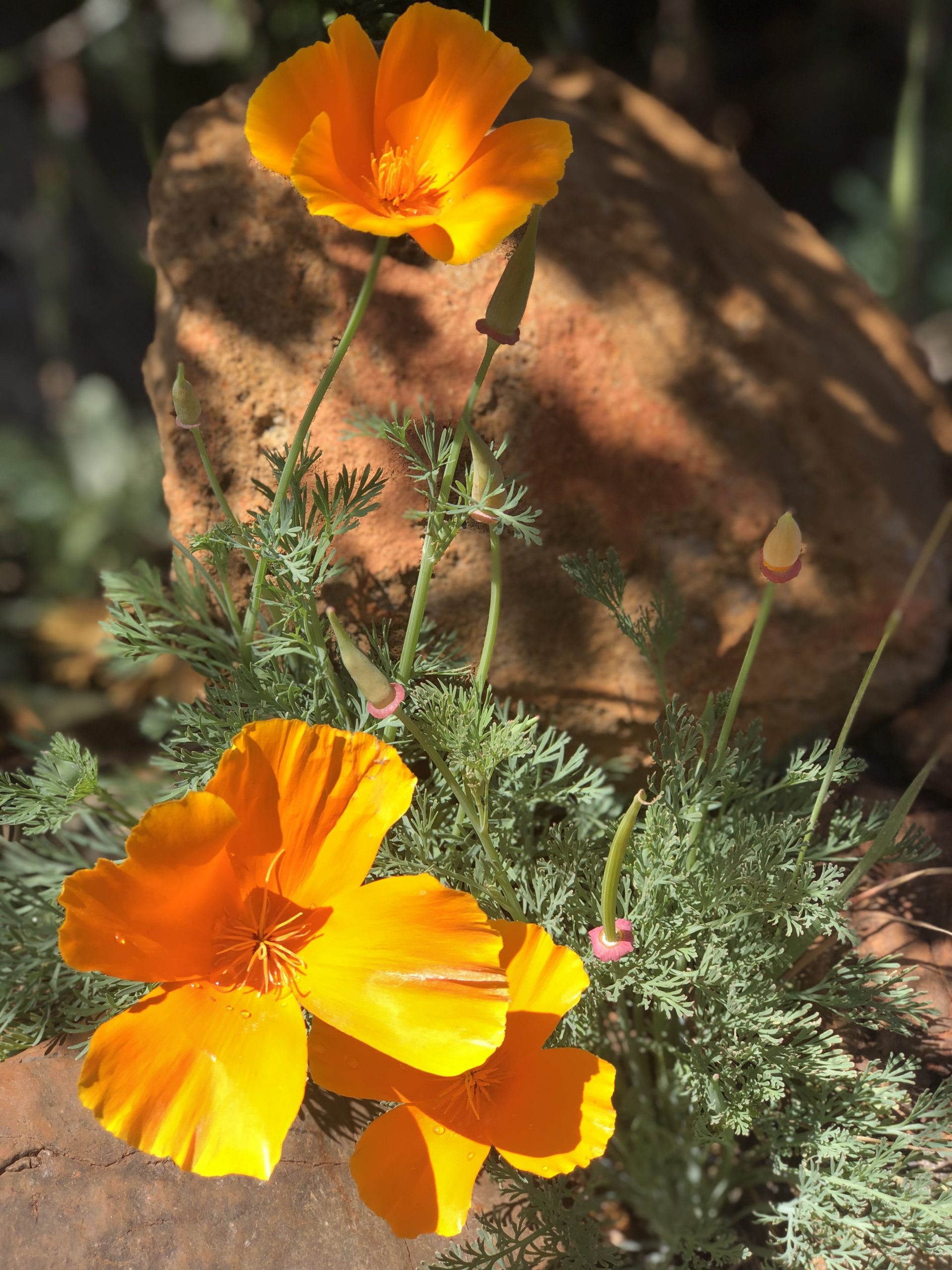 Wild flowers garden