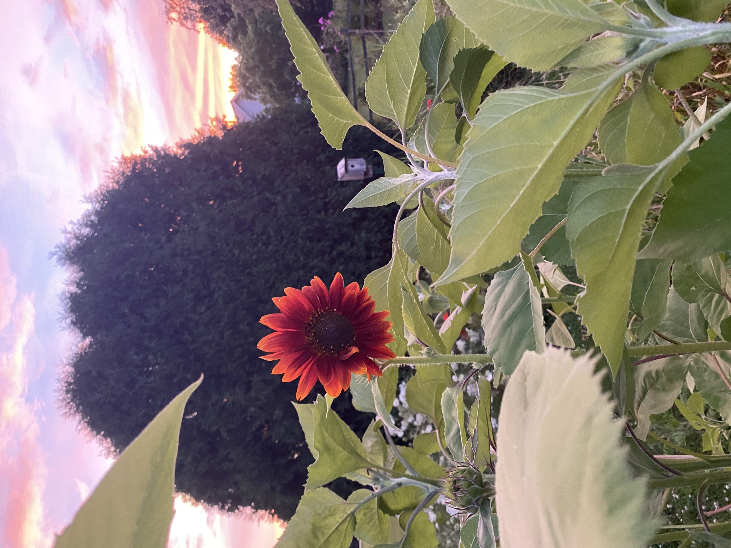 Sunflower at Sunset