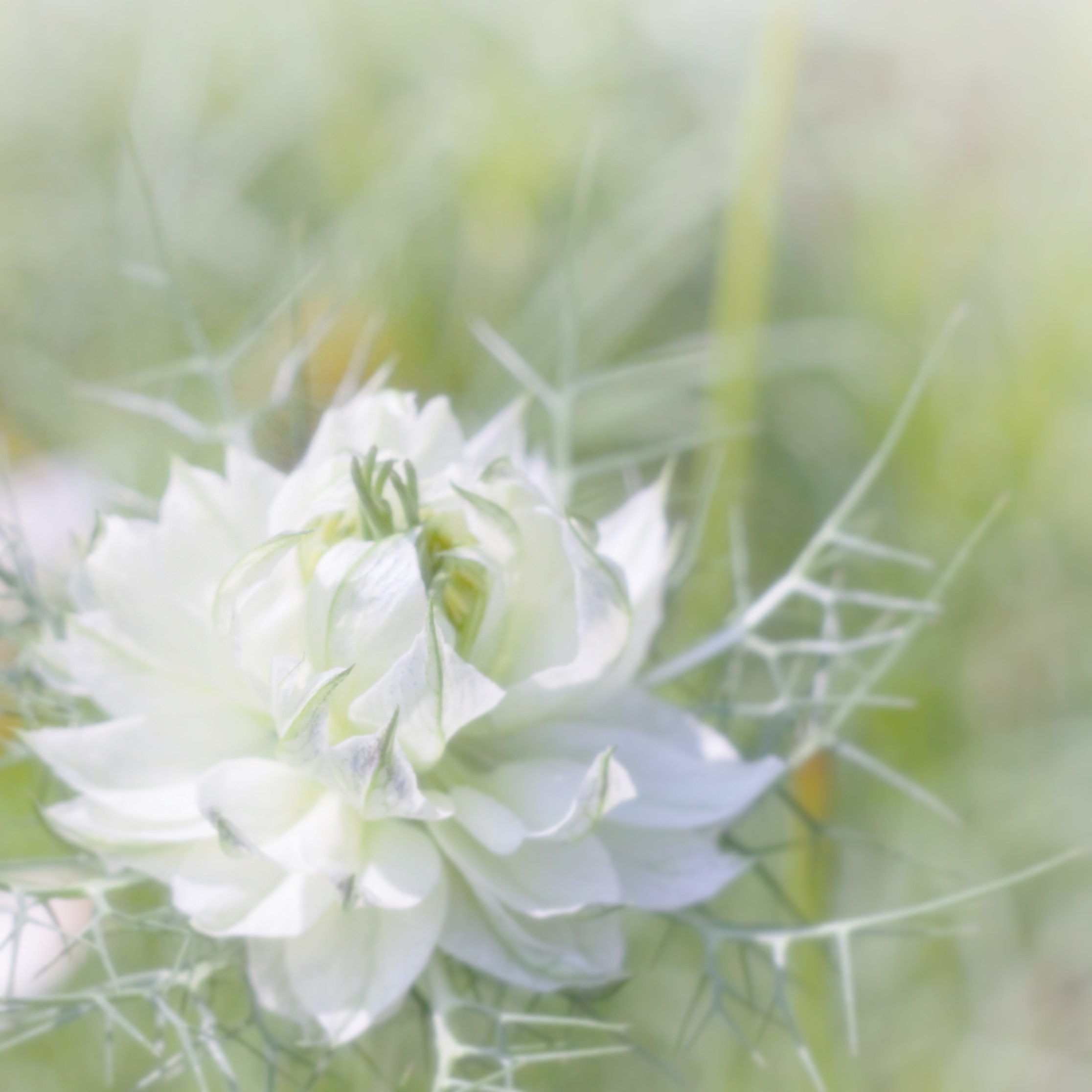 Love in a mist