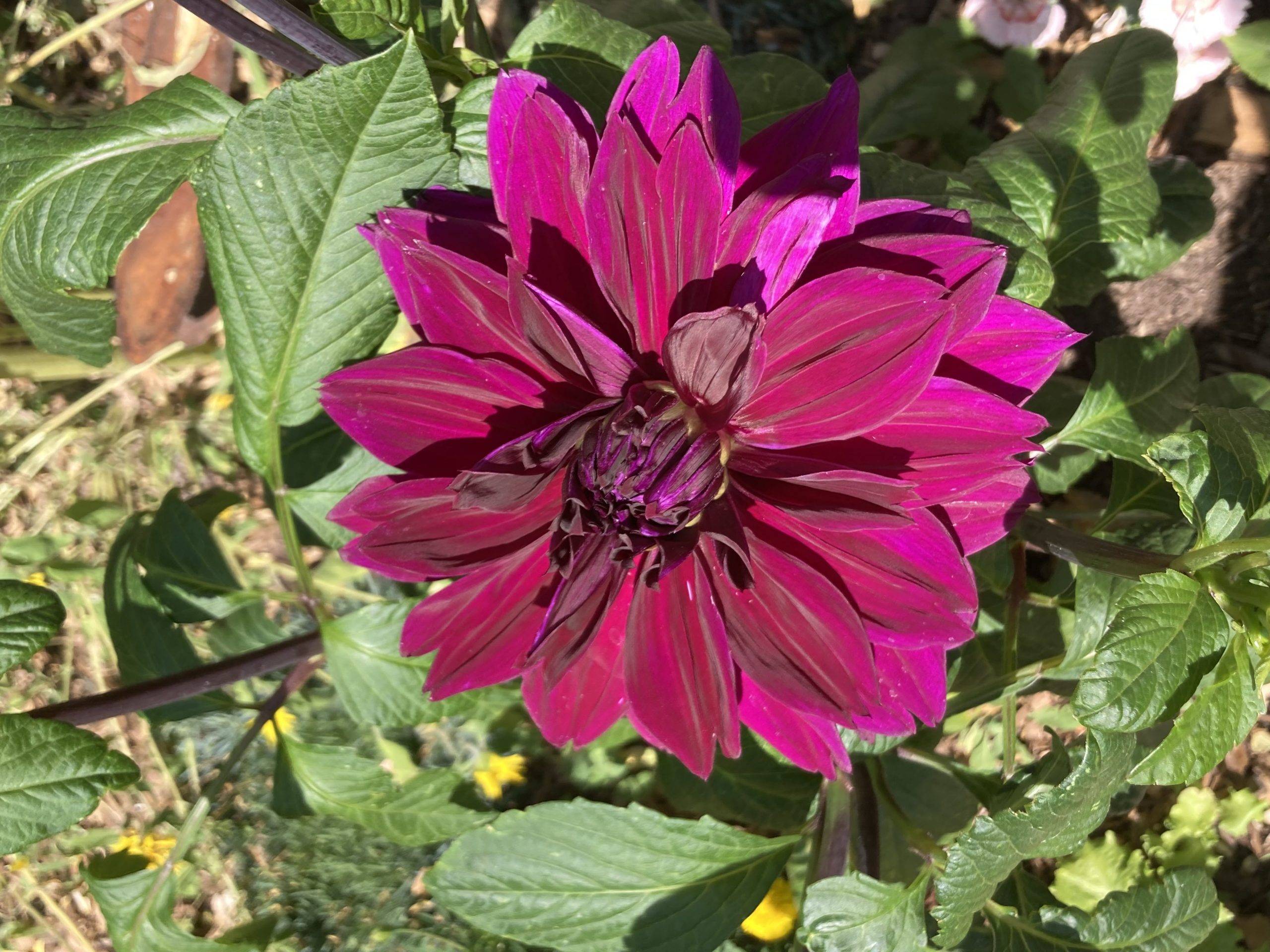 Big Purple Dahlia!