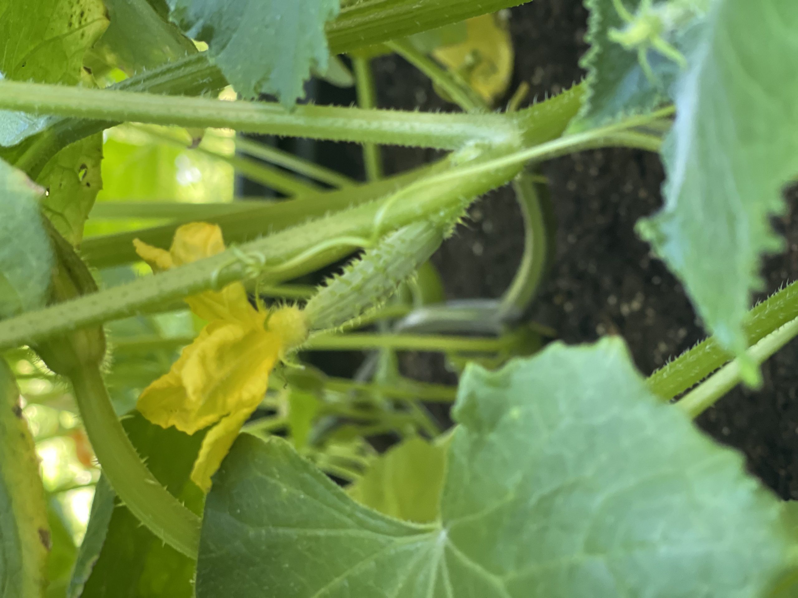 Baby cucumbers 🥒