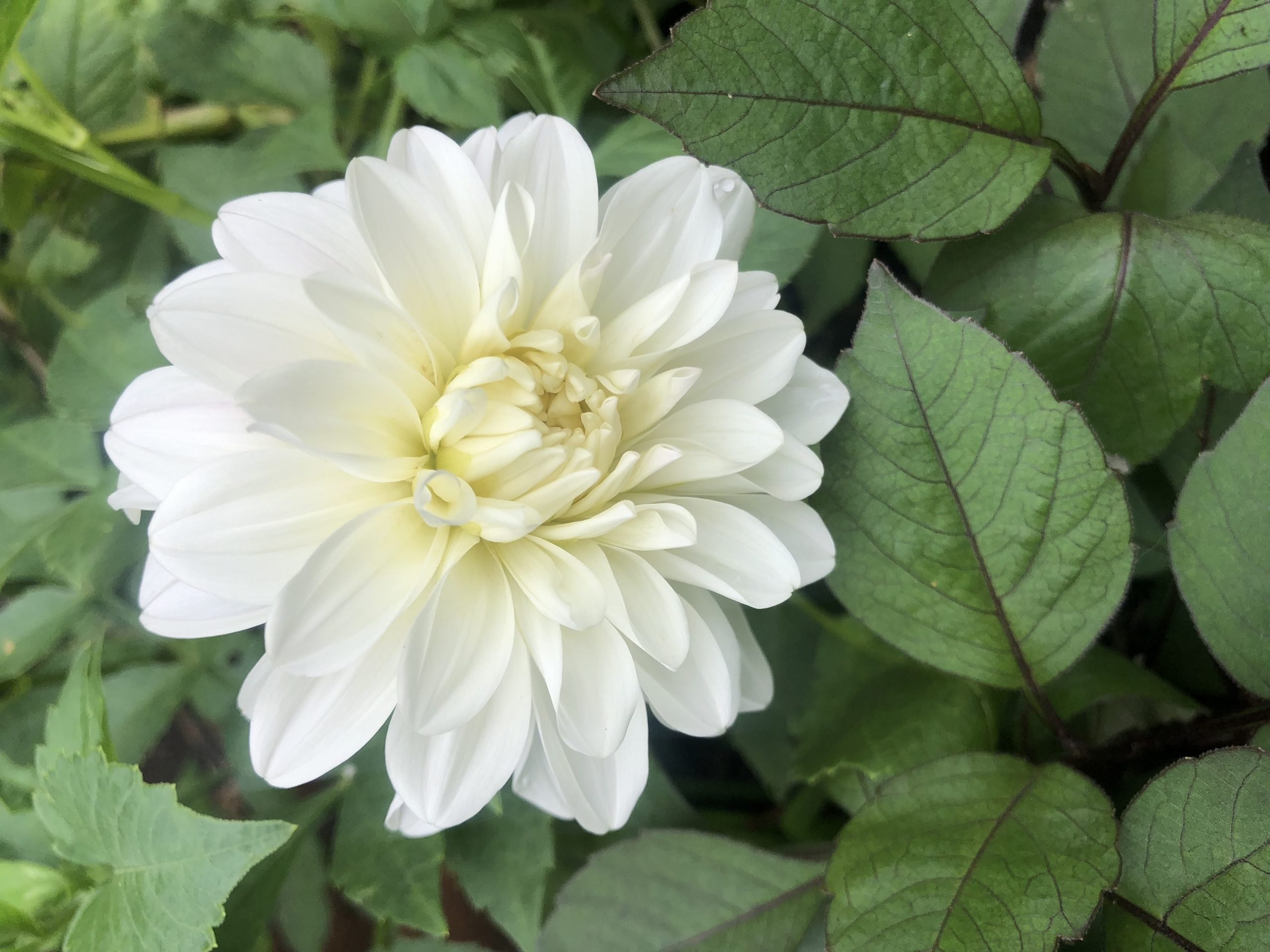 White dahlia