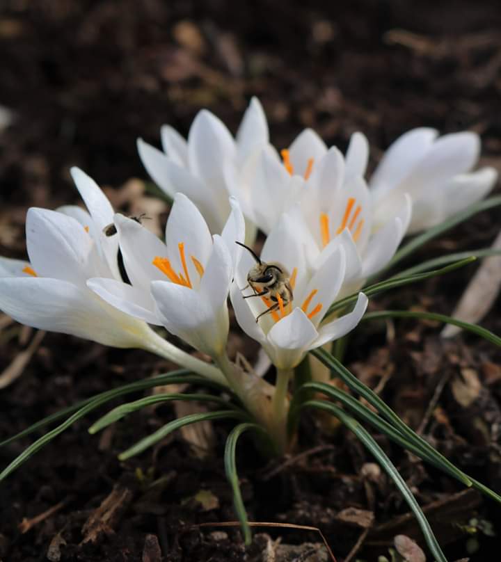 Specie Crocus and Native Bee