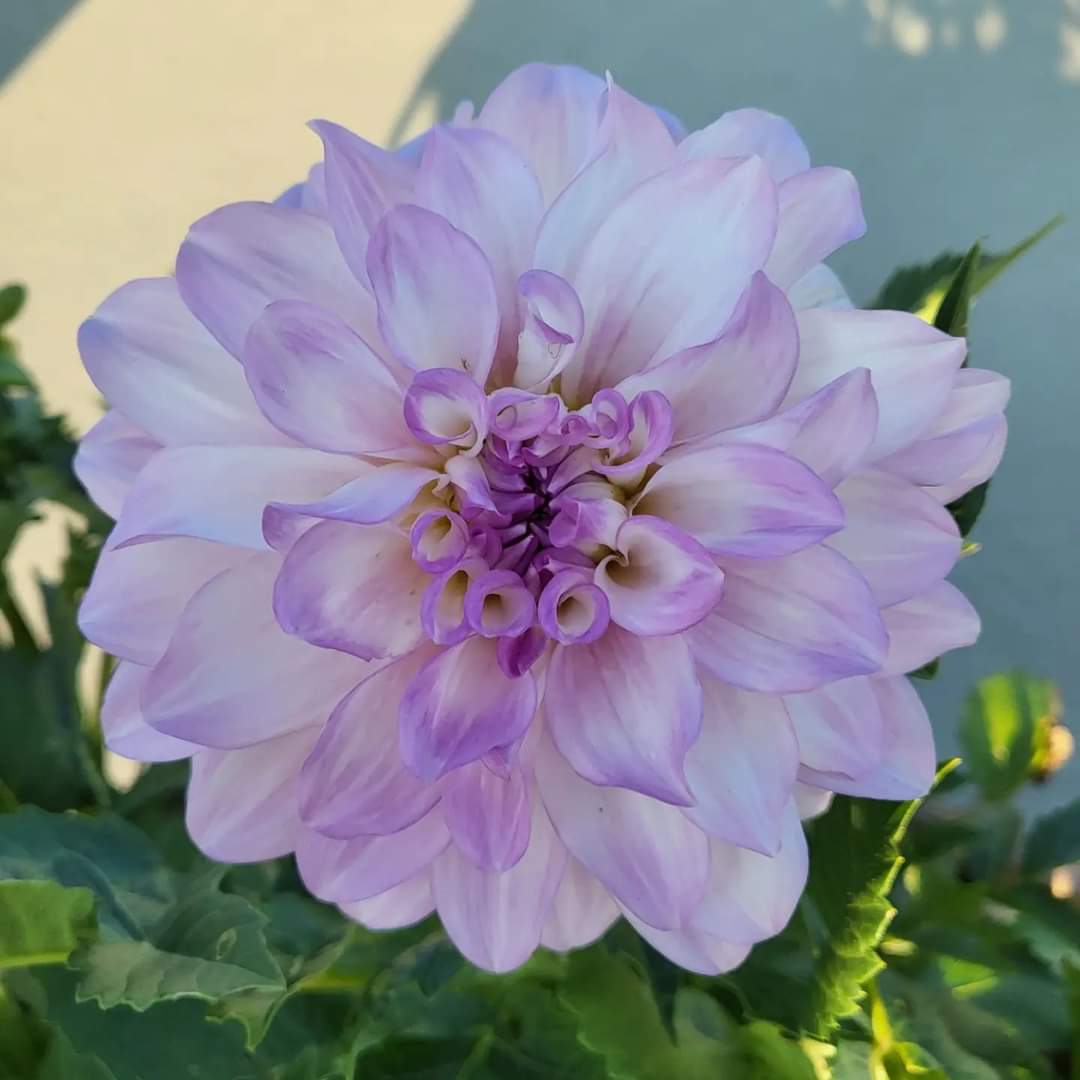 Single dahlia flower