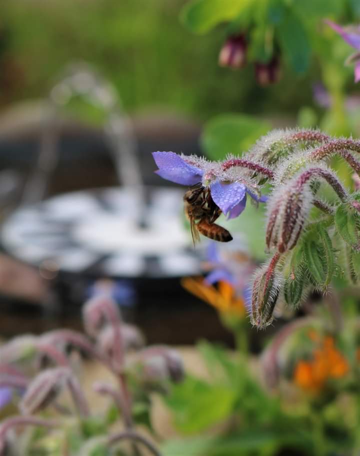 Honeybee on Borage