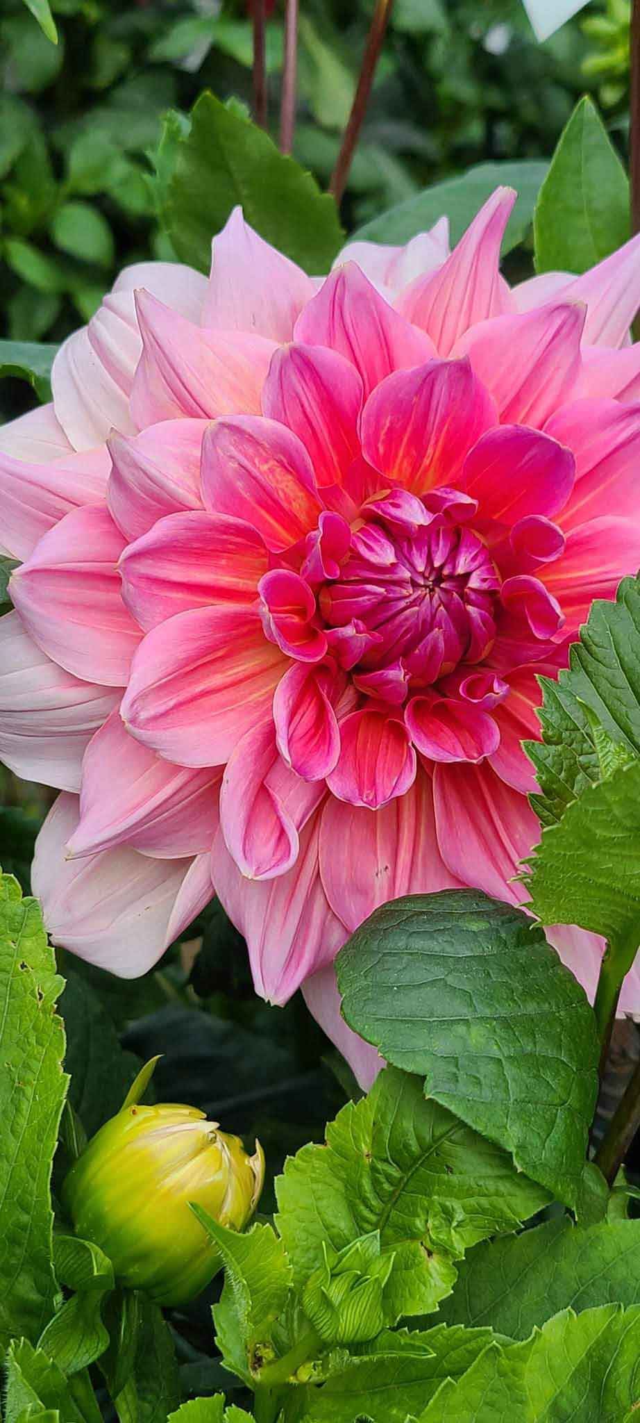 Dahlias