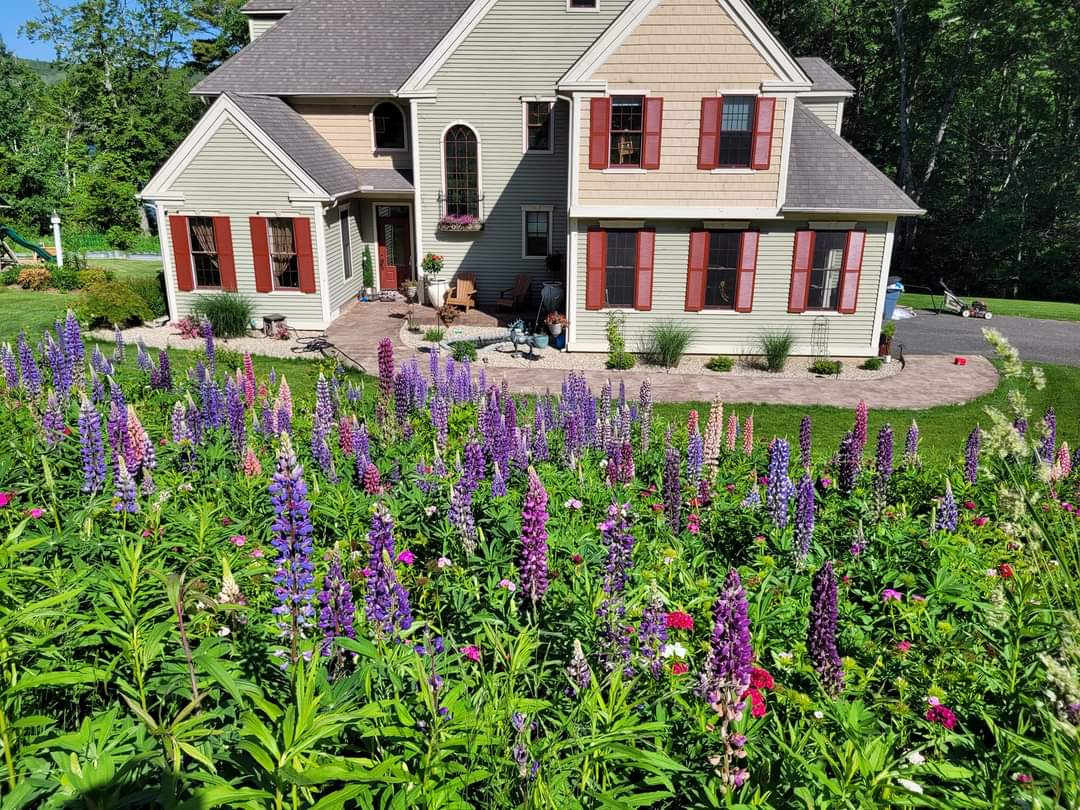 Endless summer mix/ and some lupine .