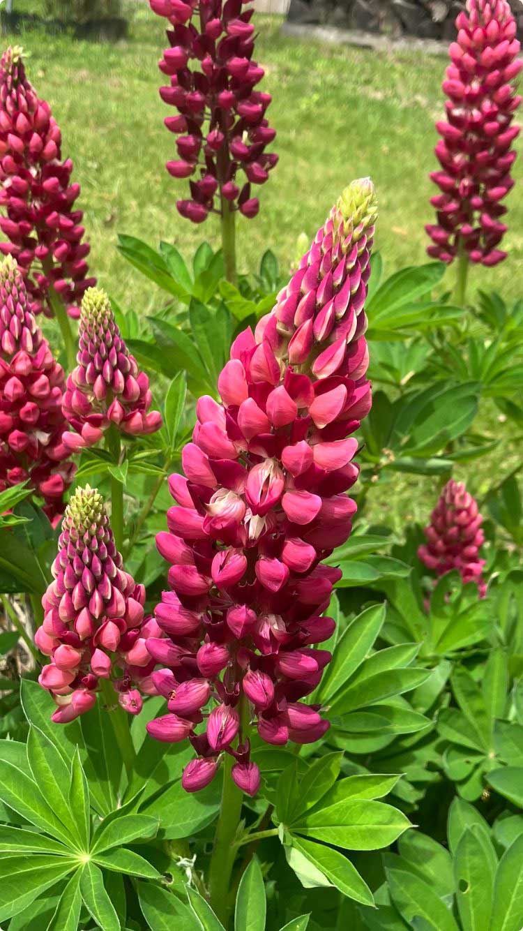 Lupine