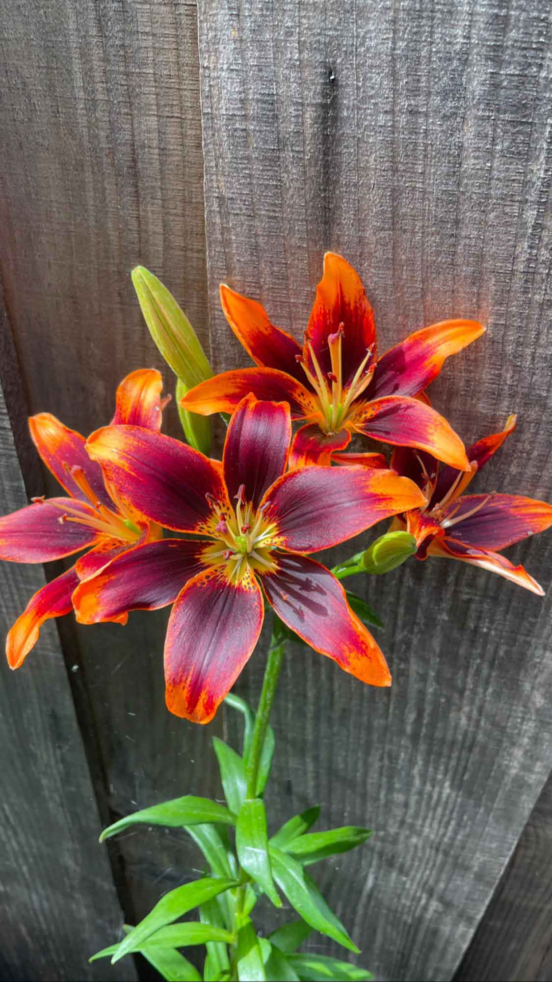 Red Lilies