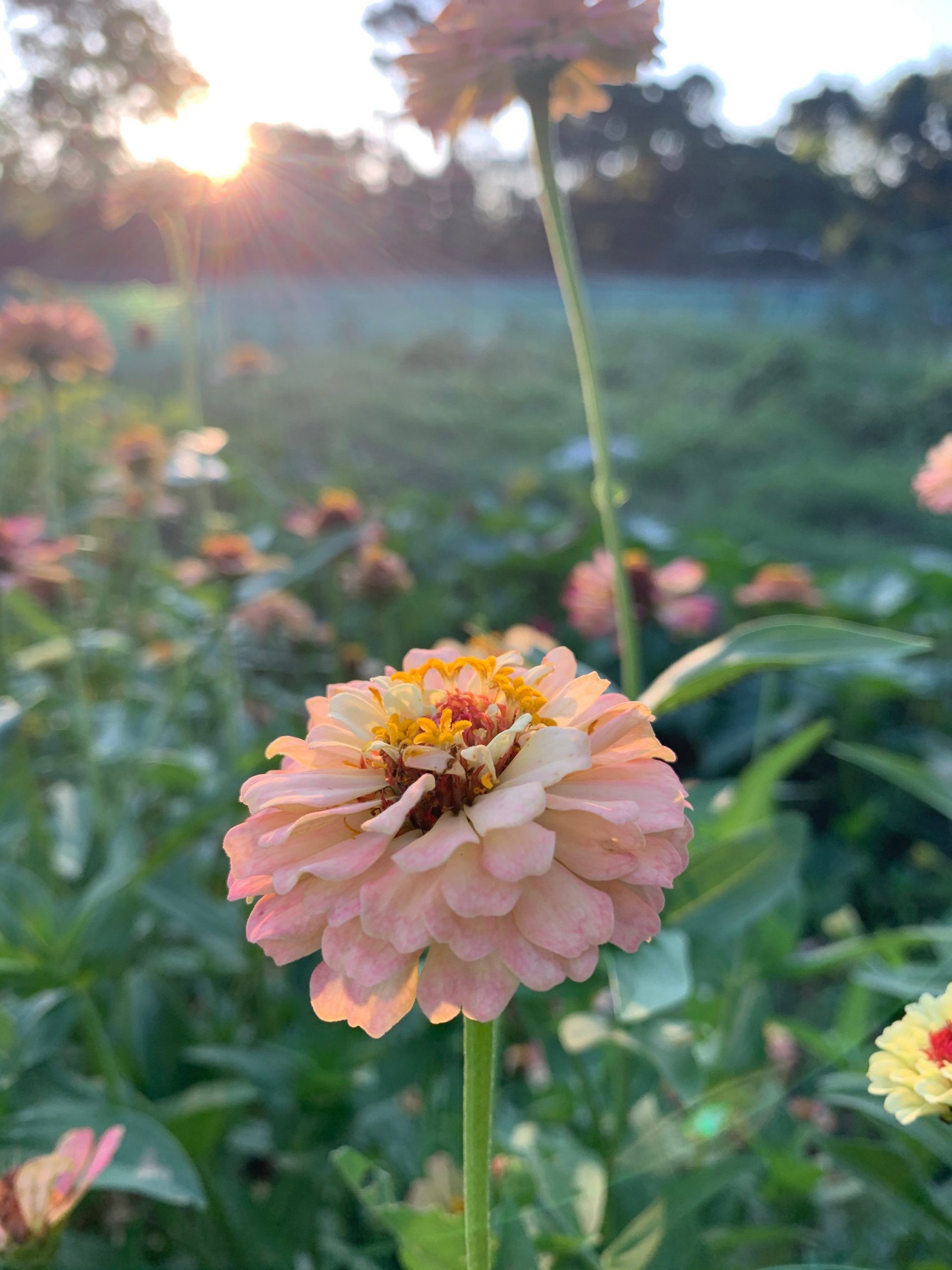 Zinnia Field